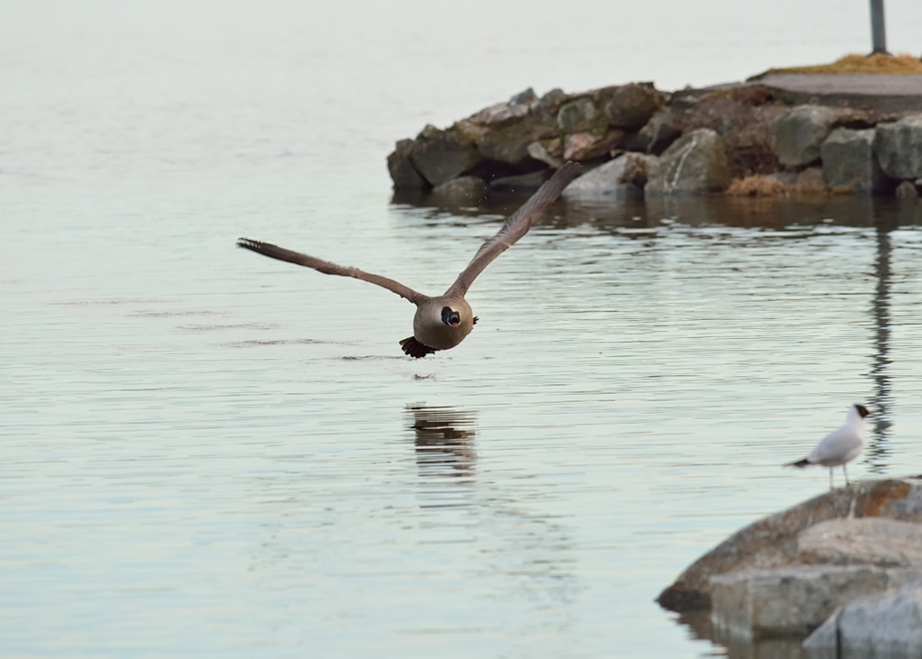 Nikon AF-S Nikkor 300mm F4D ED-IF sample photo. Dsc photography