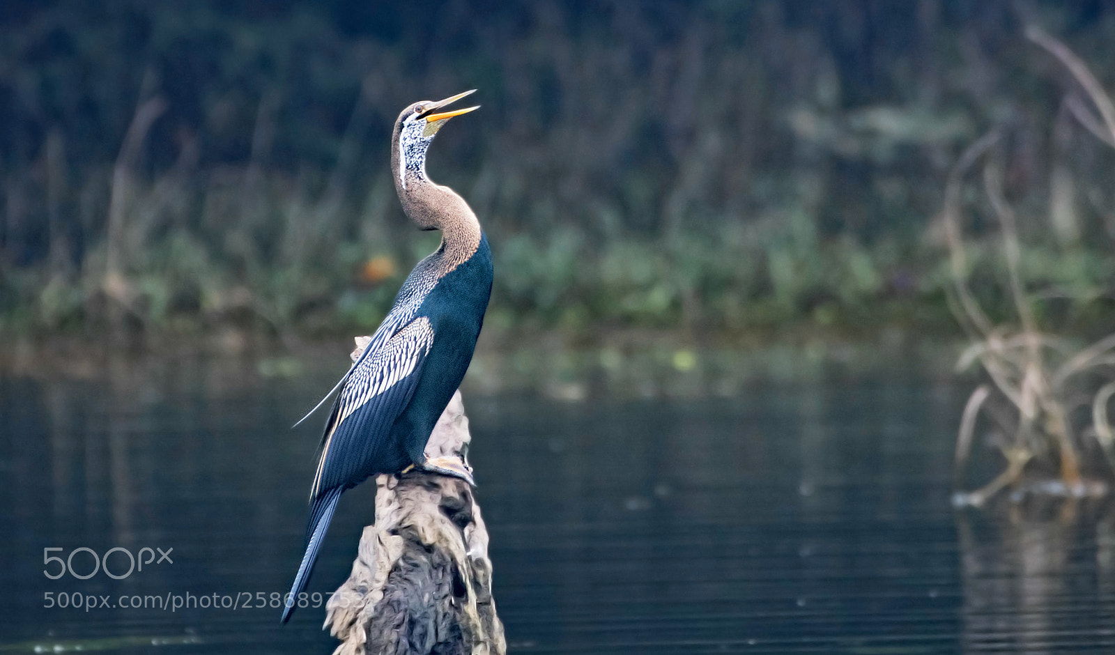 Nikon D500 sample photo. Darter photography