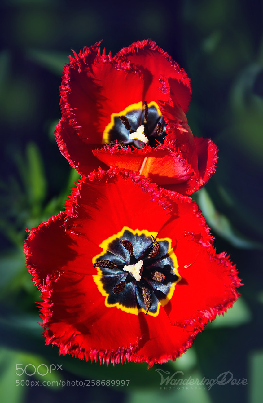 Nikon D3200 sample photo. Red duo photography