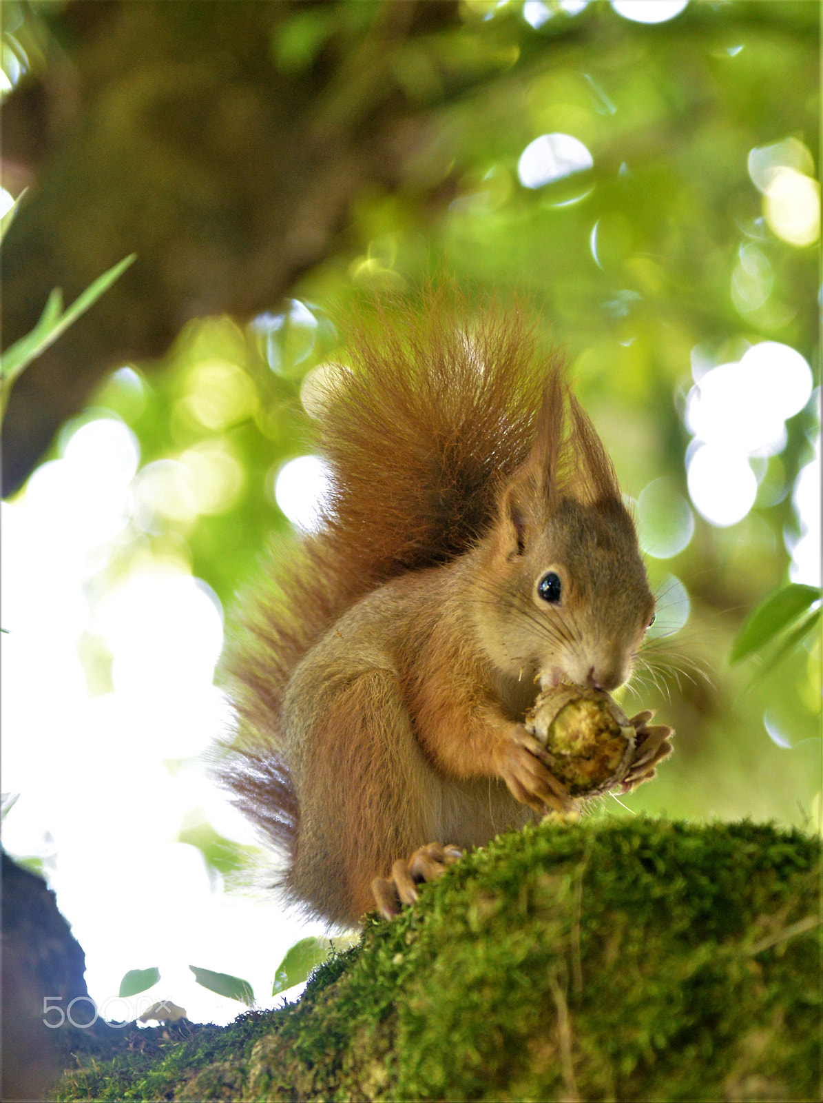 Nikon AF-S Nikkor 24-120mm F4G ED VR sample photo. Squirrel photography