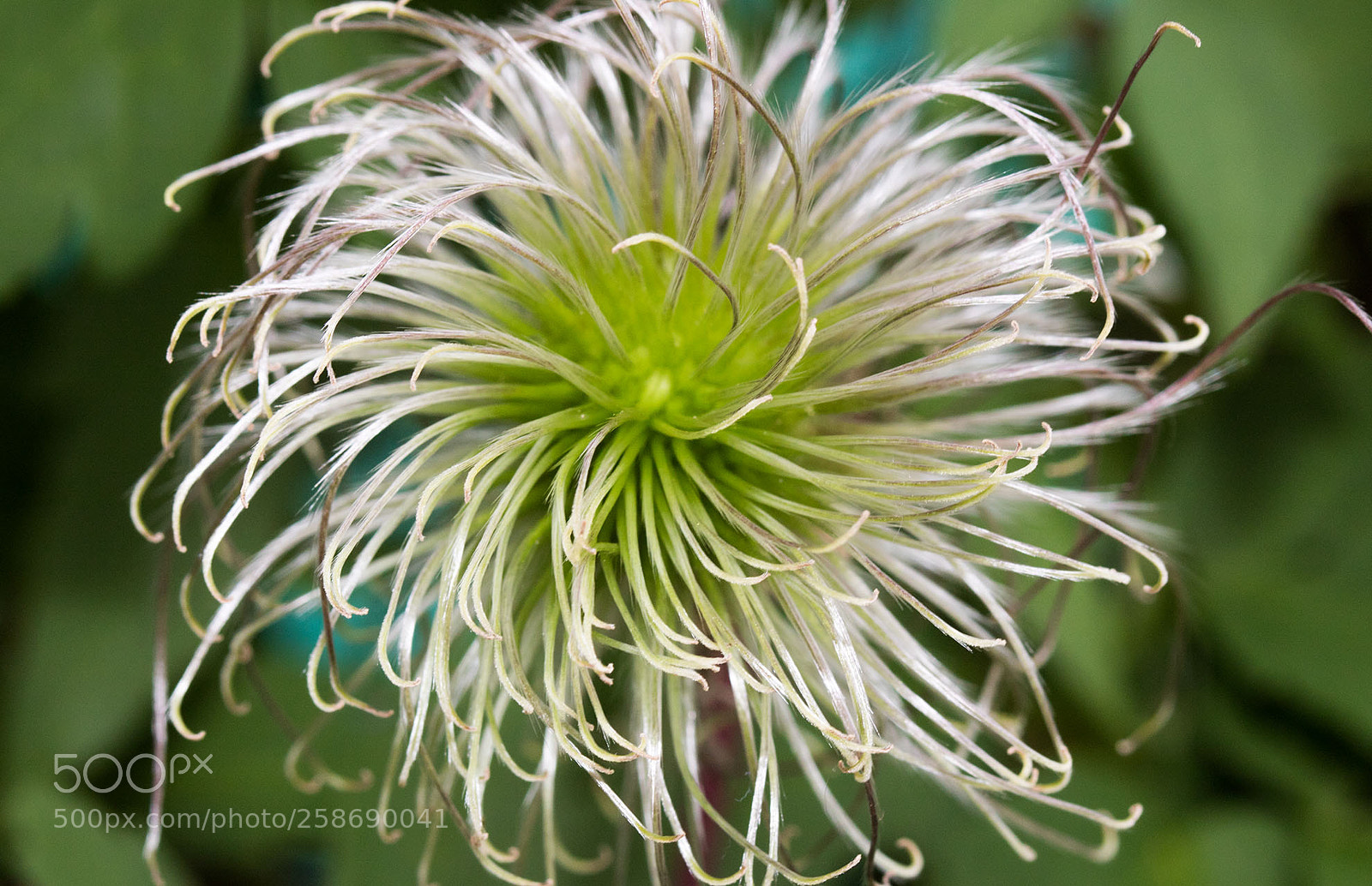 Canon EOS 750D (EOS Rebel T6i / EOS Kiss X8i) sample photo. Clematis montana photography