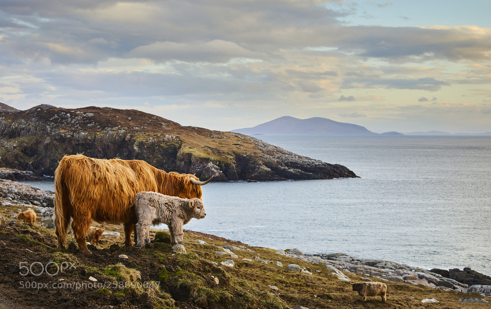 Canon EOS 5D Mark IV sample photo. Highland coo & calf photography