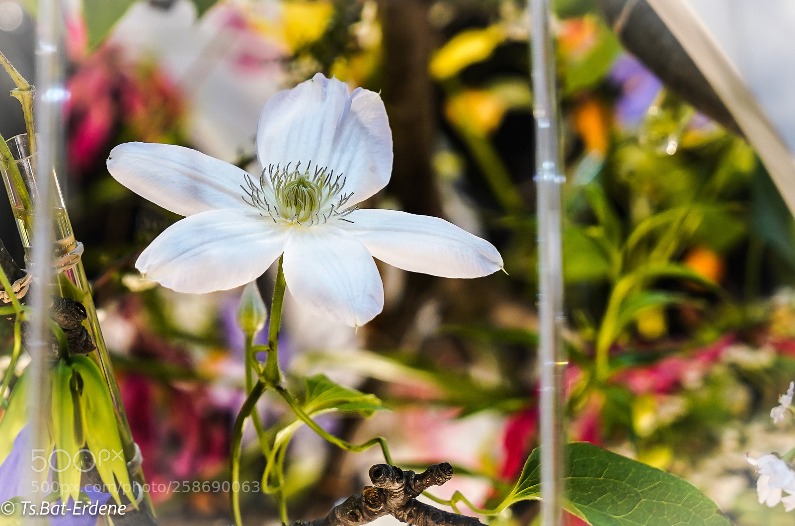 Sony a7R III sample photo. White beauty photography