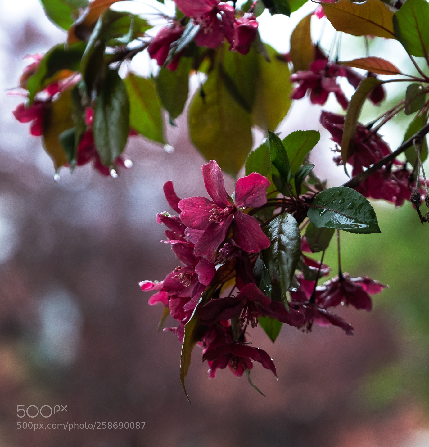 Fujifilm X-T2 sample photo. Rainy tree flowers photography
