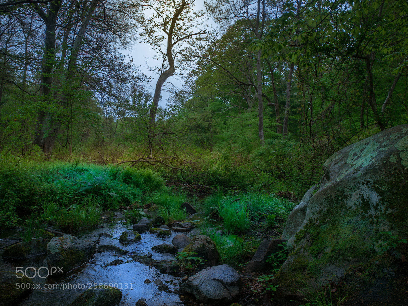 Olympus E-3 sample photo. Spring in the forrest photography