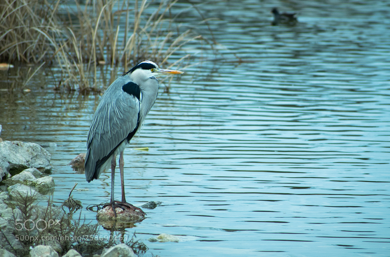 Nikon D3300 sample photo. Grey heron (ardea cinerea) photography