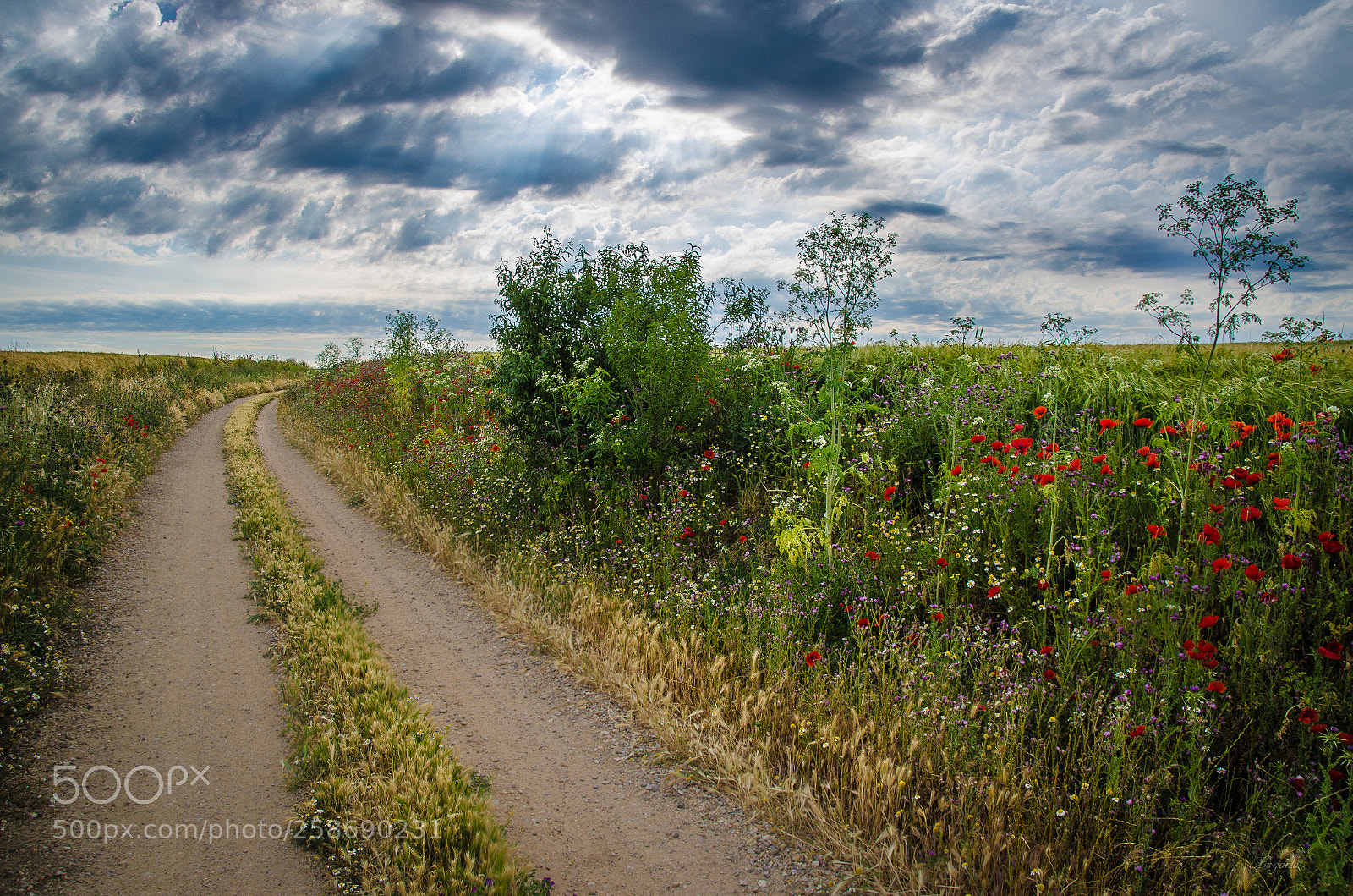 Nikon D7000 sample photo. Paseando por la sagra photography