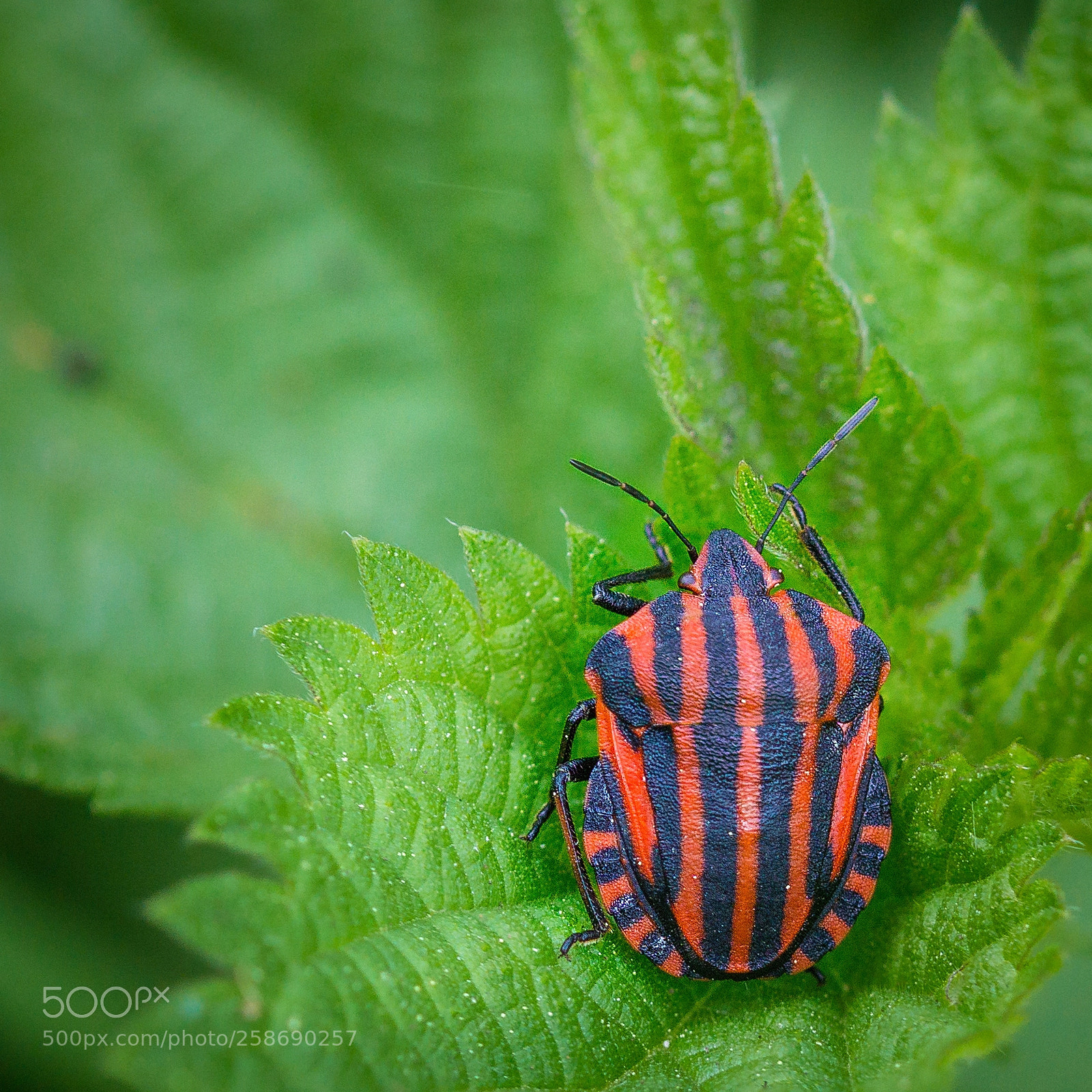 Sony a6000 sample photo. Streifenwanze (graphosoma lineatum) photography