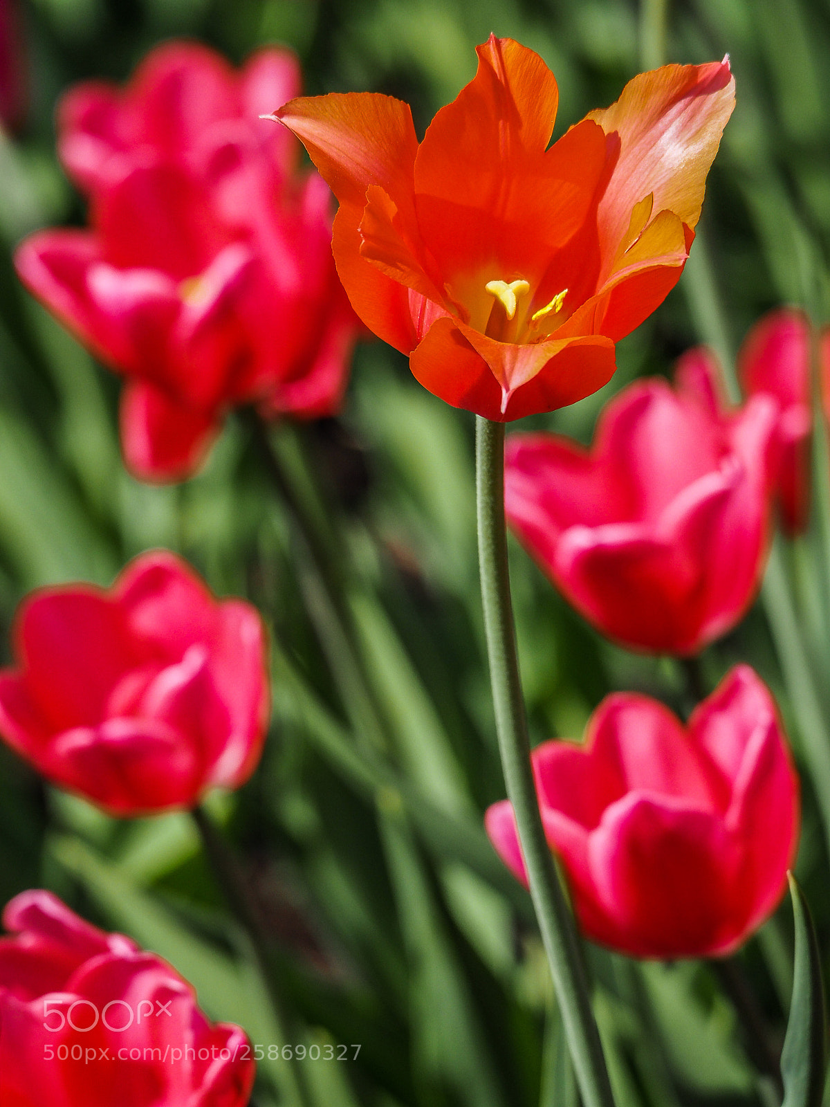 Olympus OM-D E-M5 II sample photo. Color nuance photography