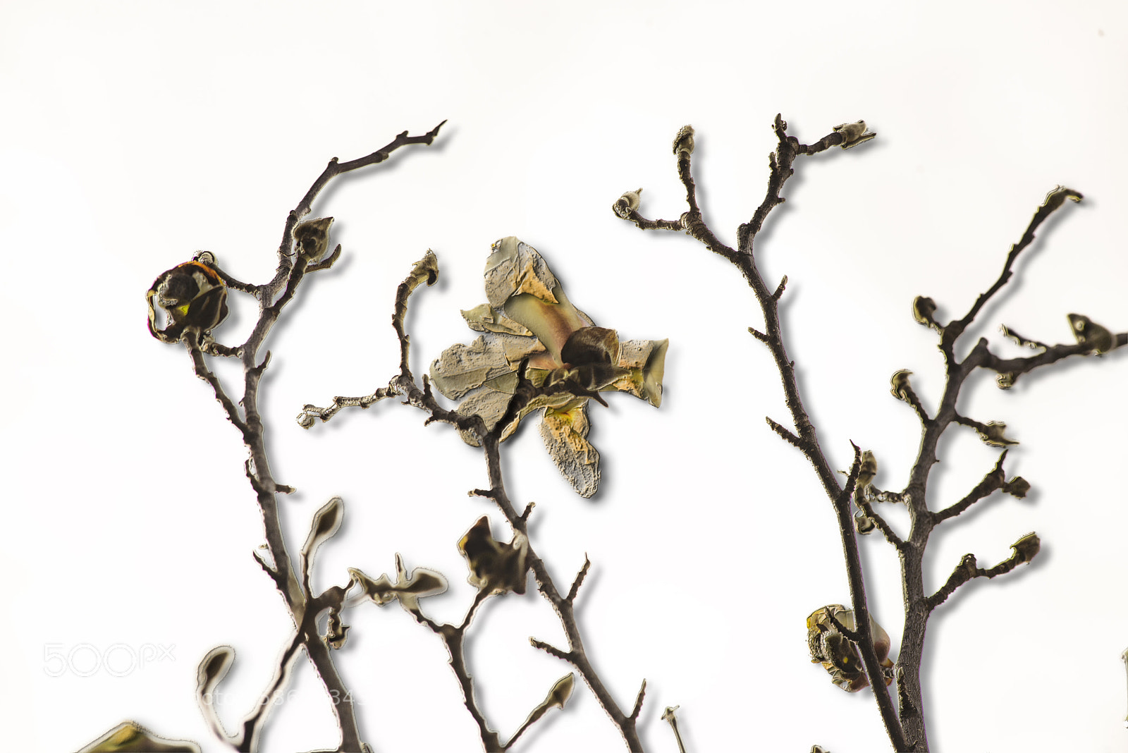 Nikon D600 sample photo. Messy flower photography