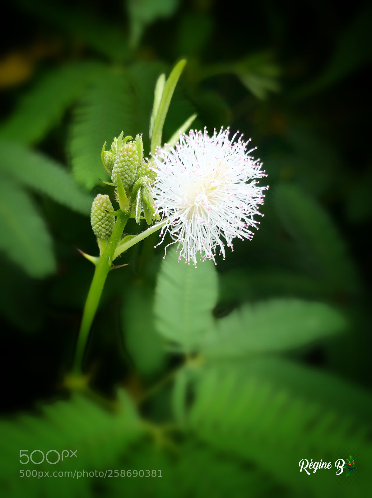Samsung Galaxy Note4 sample photo. Fragile despite the thorns photography