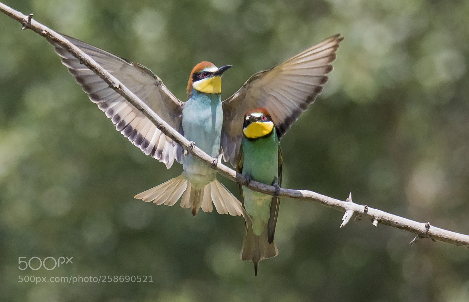 Canon EOS 7D Mark II sample photo. Bee eater photography