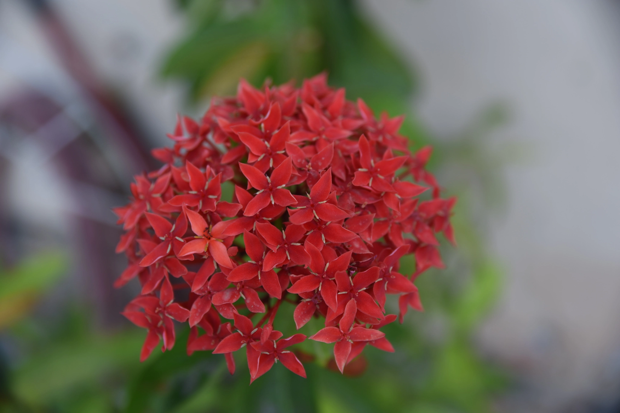 Tamron SP 24-70mm F2.8 Di VC USD sample photo. For you photography