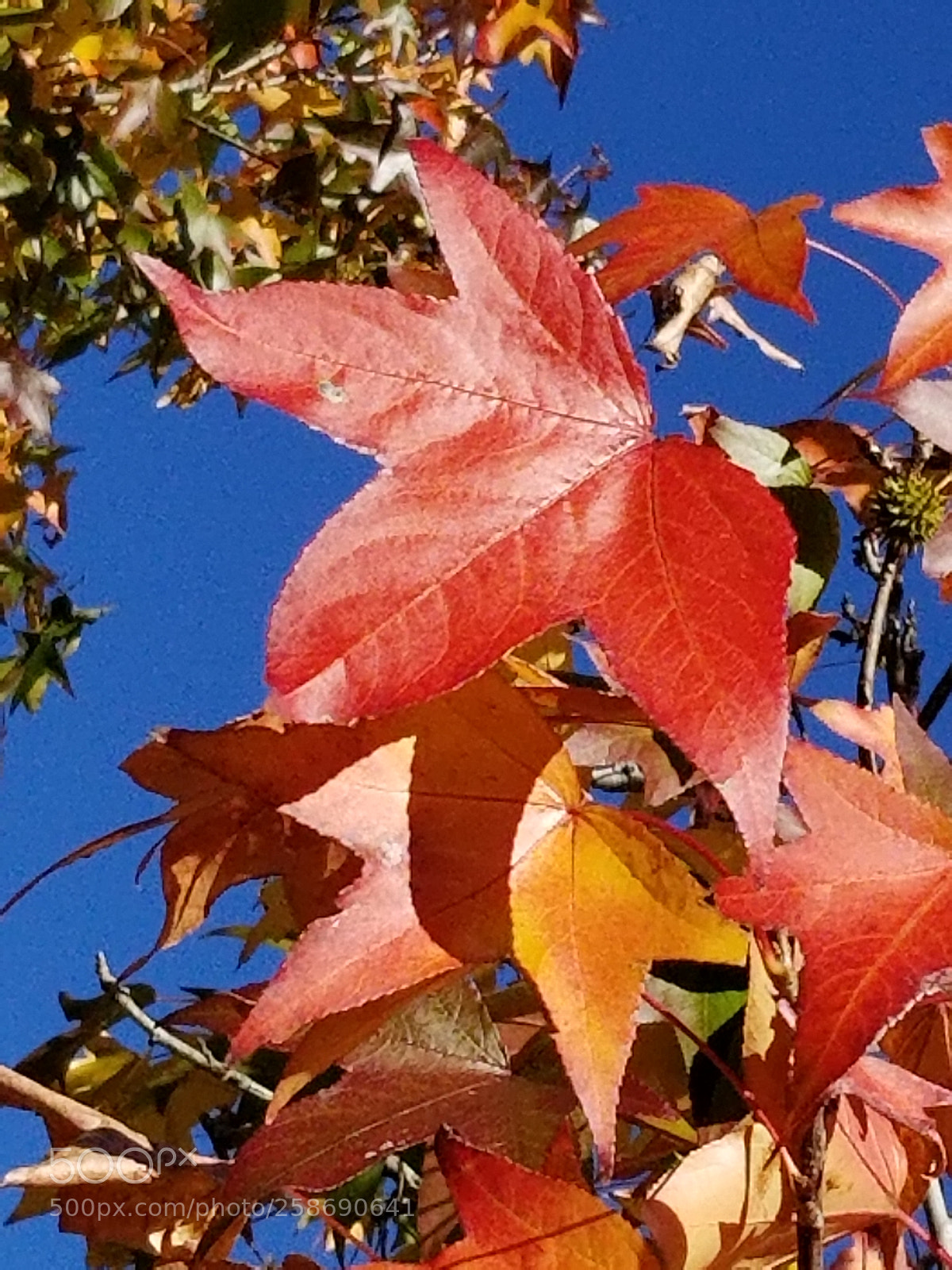 Samsung Galaxy S8 sample photo. Maple leaves photography
