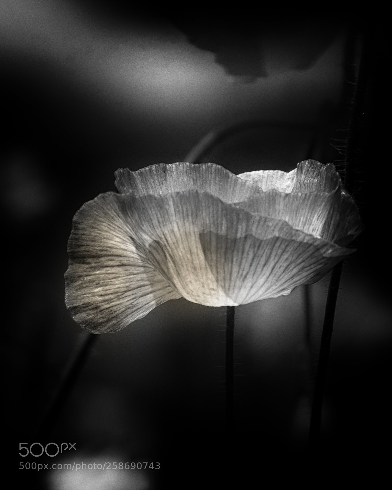 Canon EOS 60D sample photo. 雛罌粟 ーshirley poppy photography
