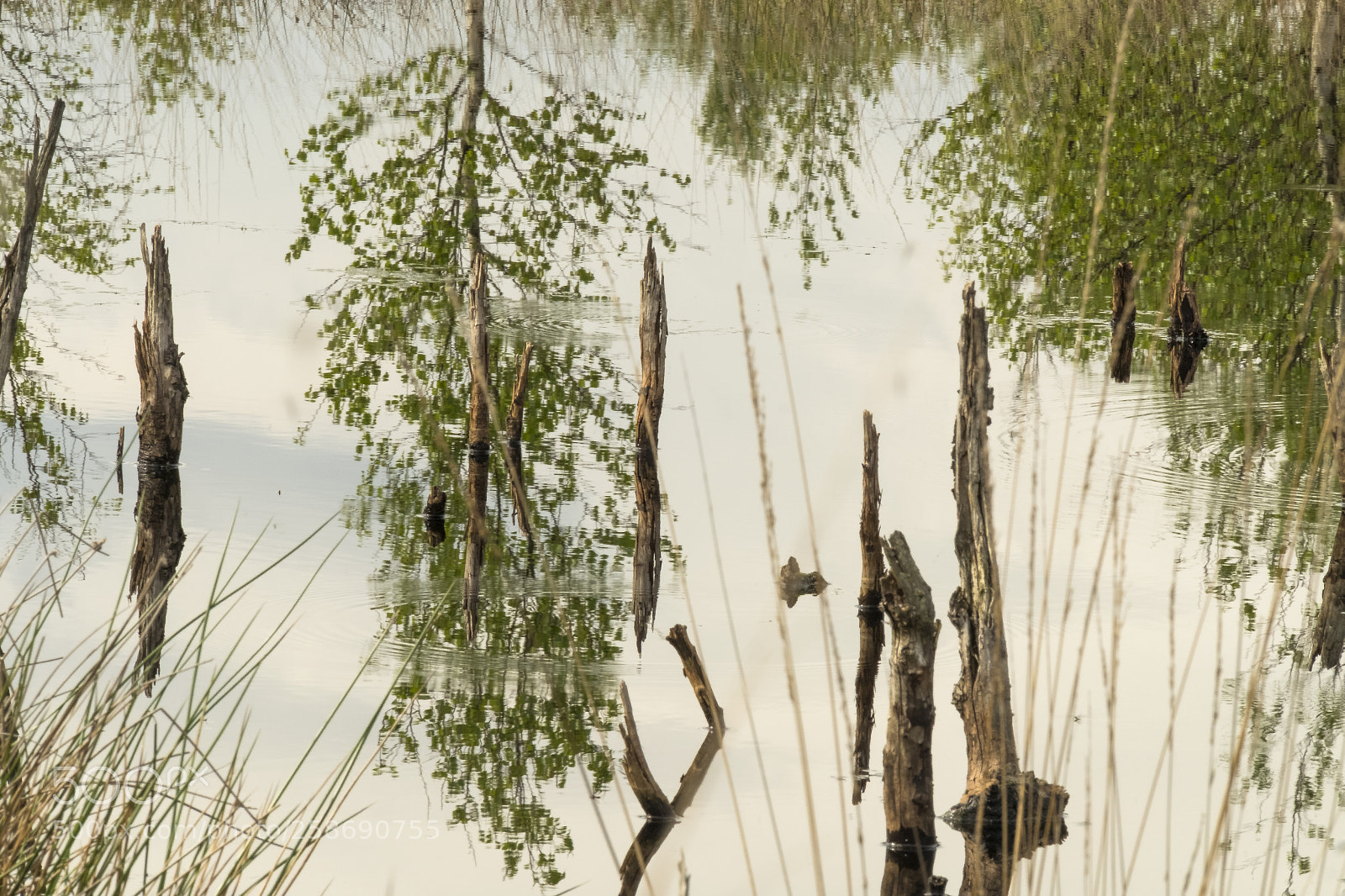Fujifilm X-T2 sample photo. "refelections" photography