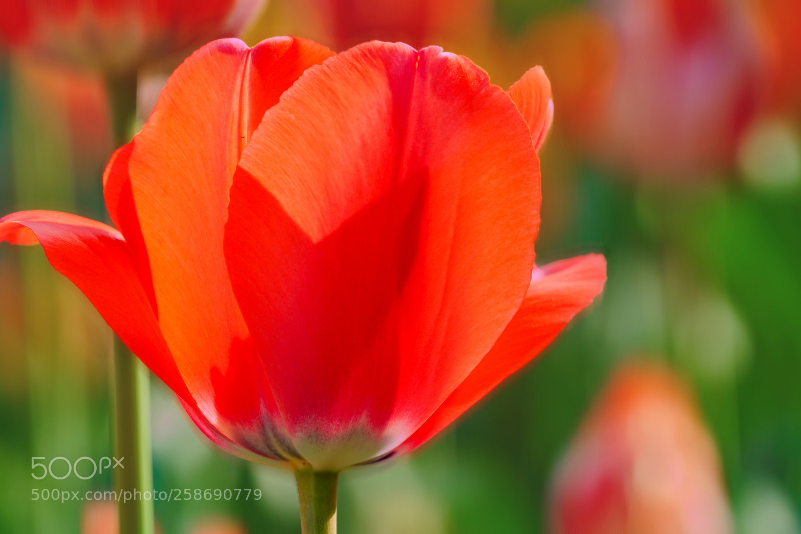 Sony a6300 sample photo. Tulip photography