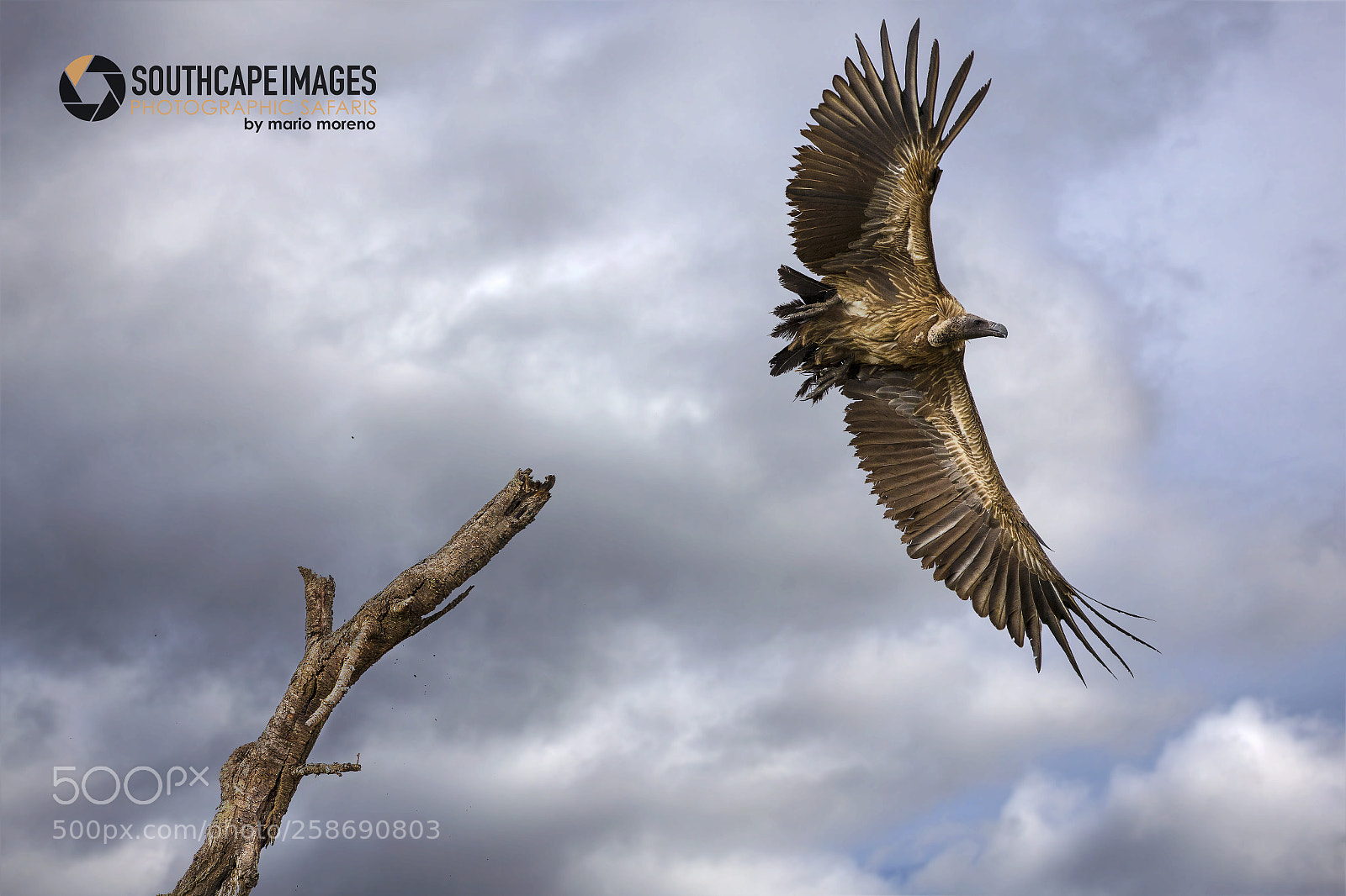 Canon EOS-1D X sample photo. Vulture take off photography