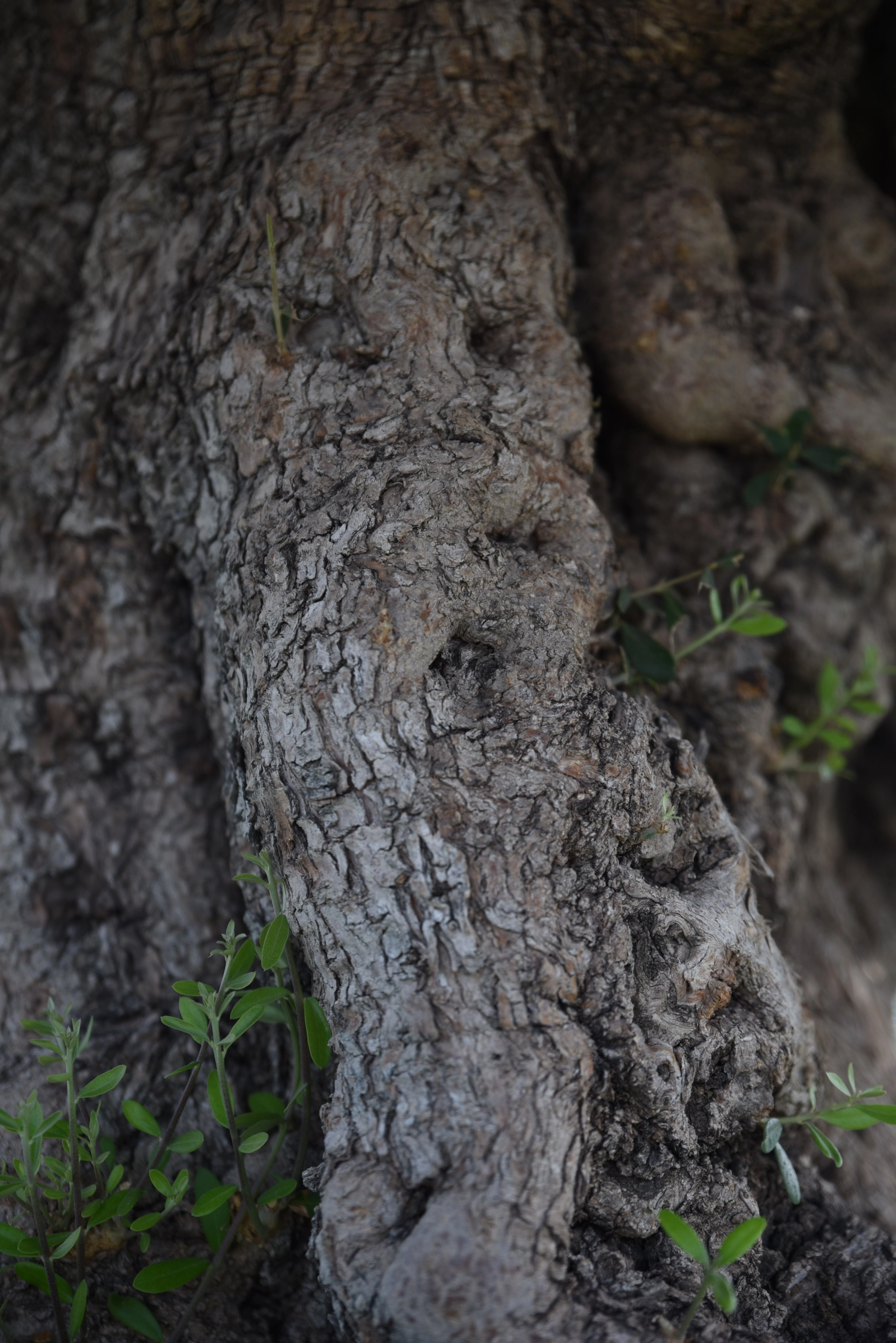 Tamron SP 24-70mm F2.8 Di VC USD sample photo. Tree photography