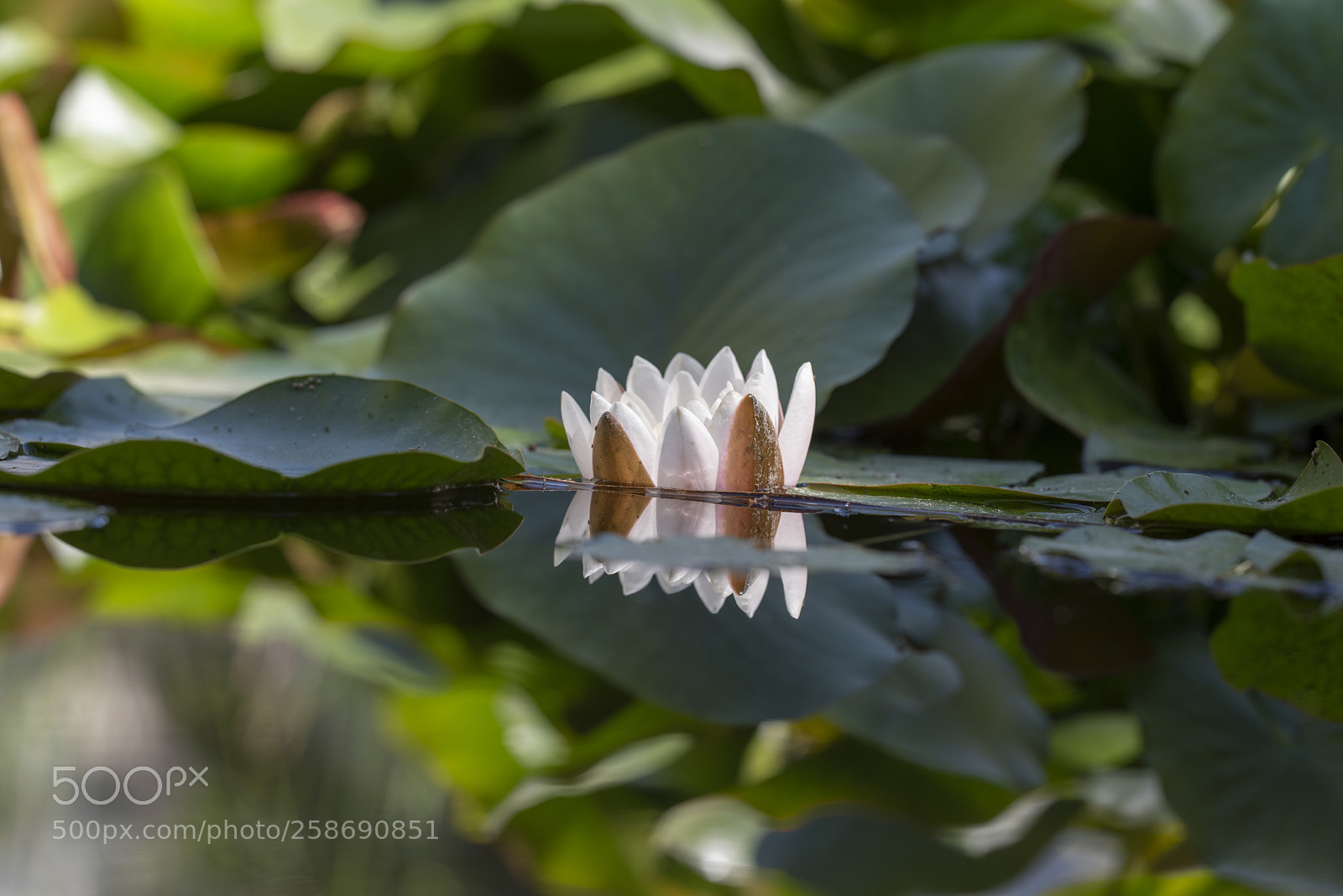 Nikon D810 sample photo. Nenufar photography