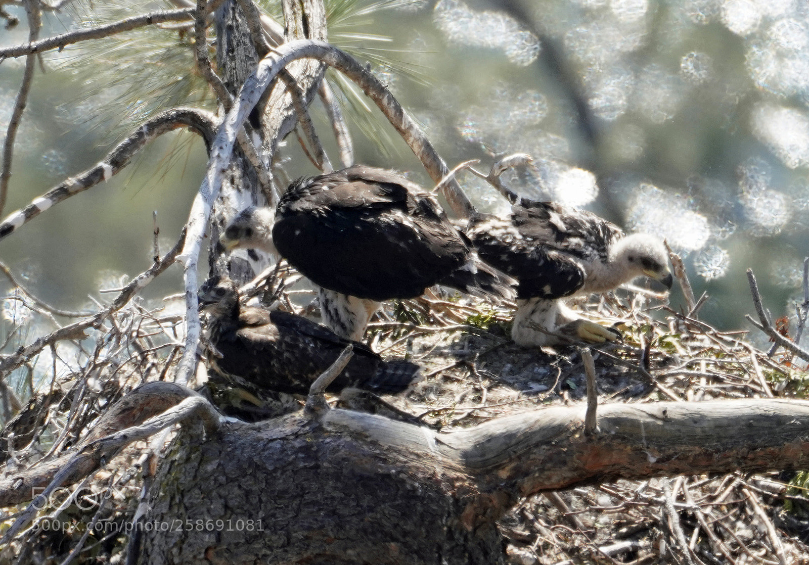 Sony a7R III sample photo. Golden eagle chicks with photography