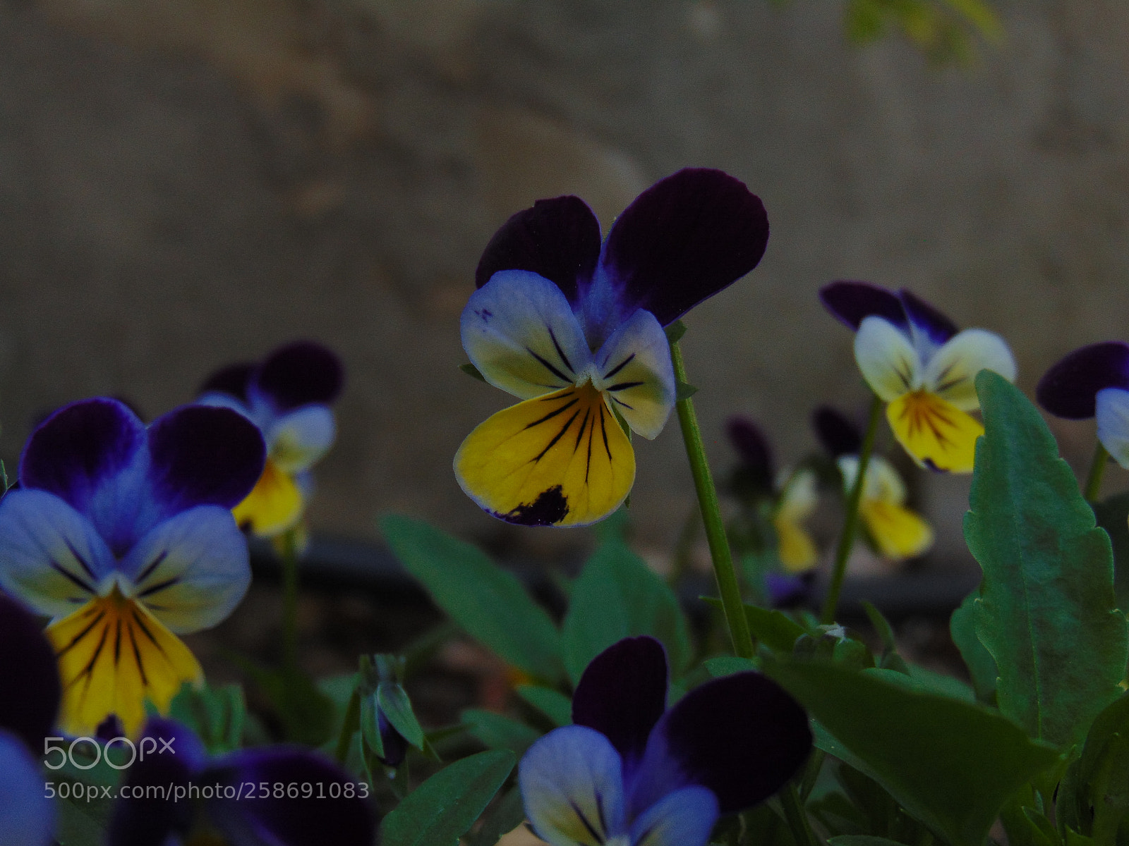 Sony Cyber-shot DSC-H300 sample photo. Pansy photography
