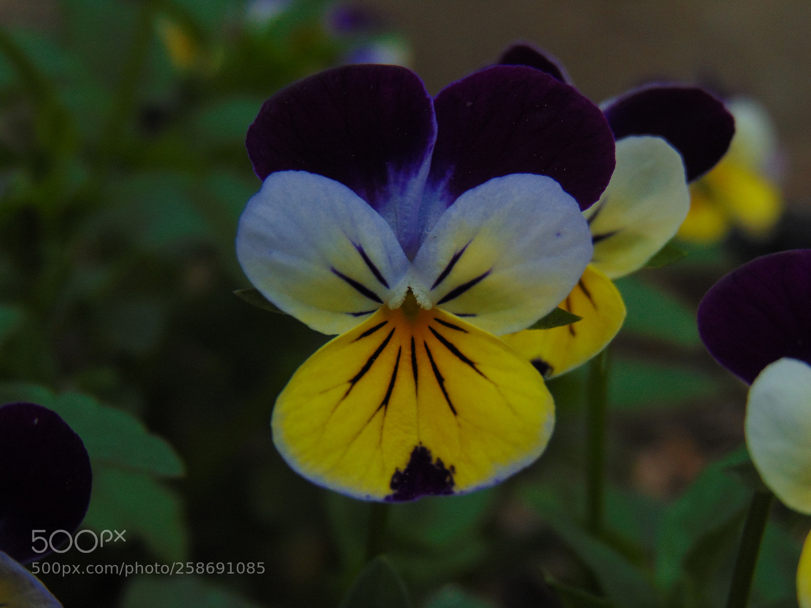 Sony Cyber-shot DSC-H300 sample photo. Macro pansy photography