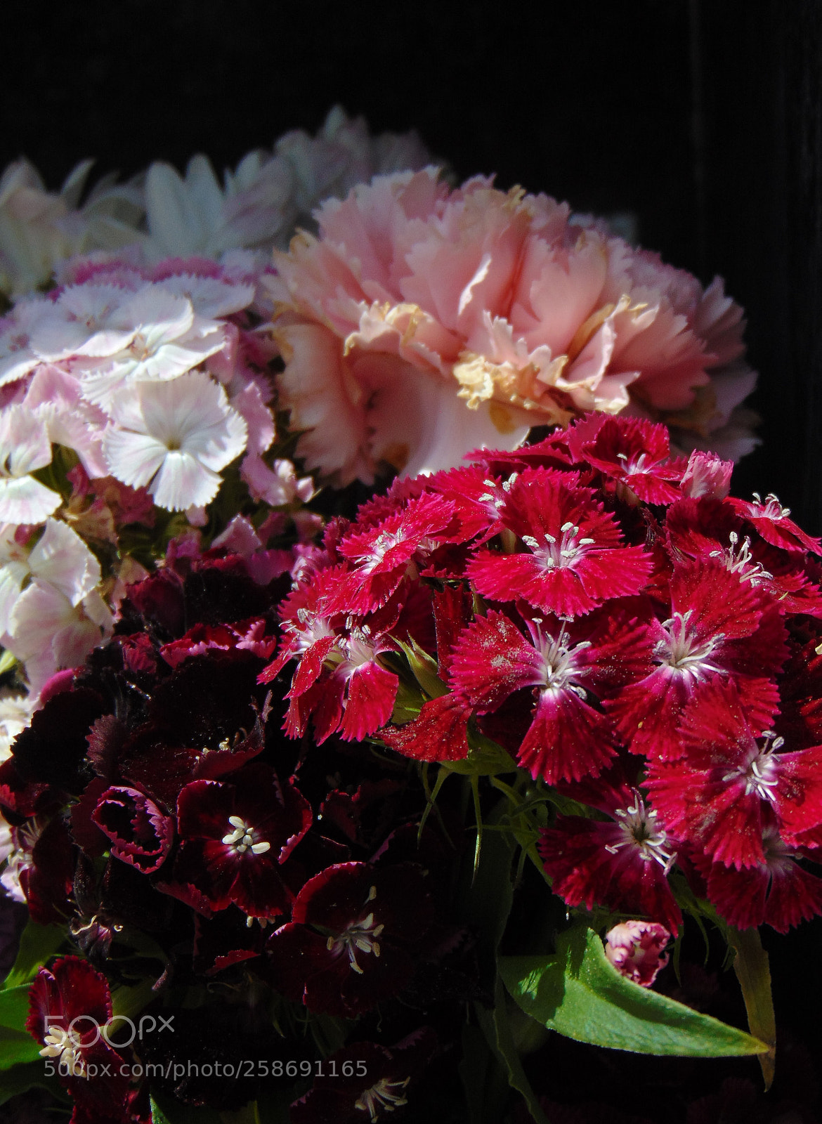 Sony Cyber-shot DSC-H300 sample photo. Sweet williams photography