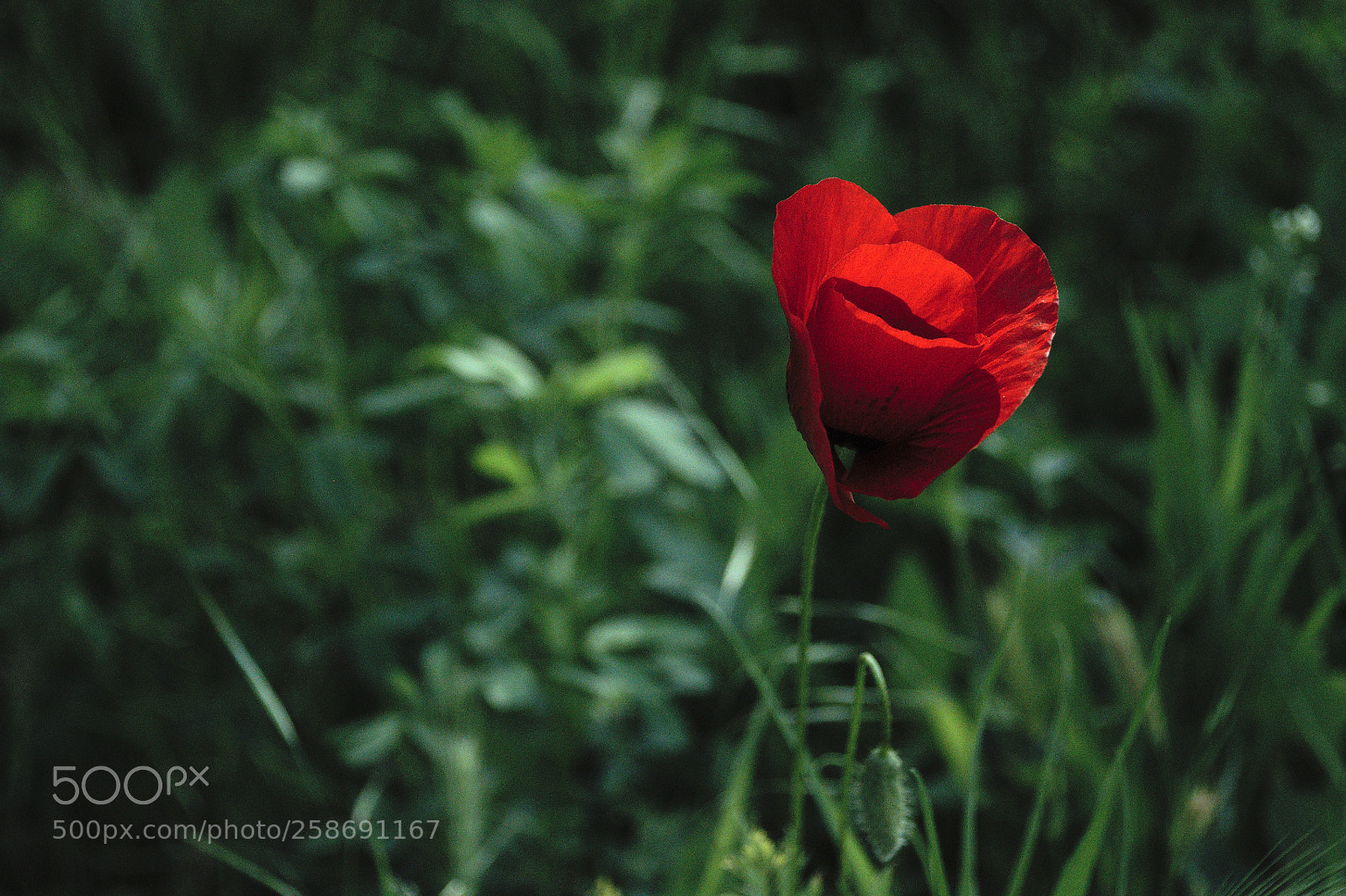 Nikon D5000 sample photo. Maca four sheets photography