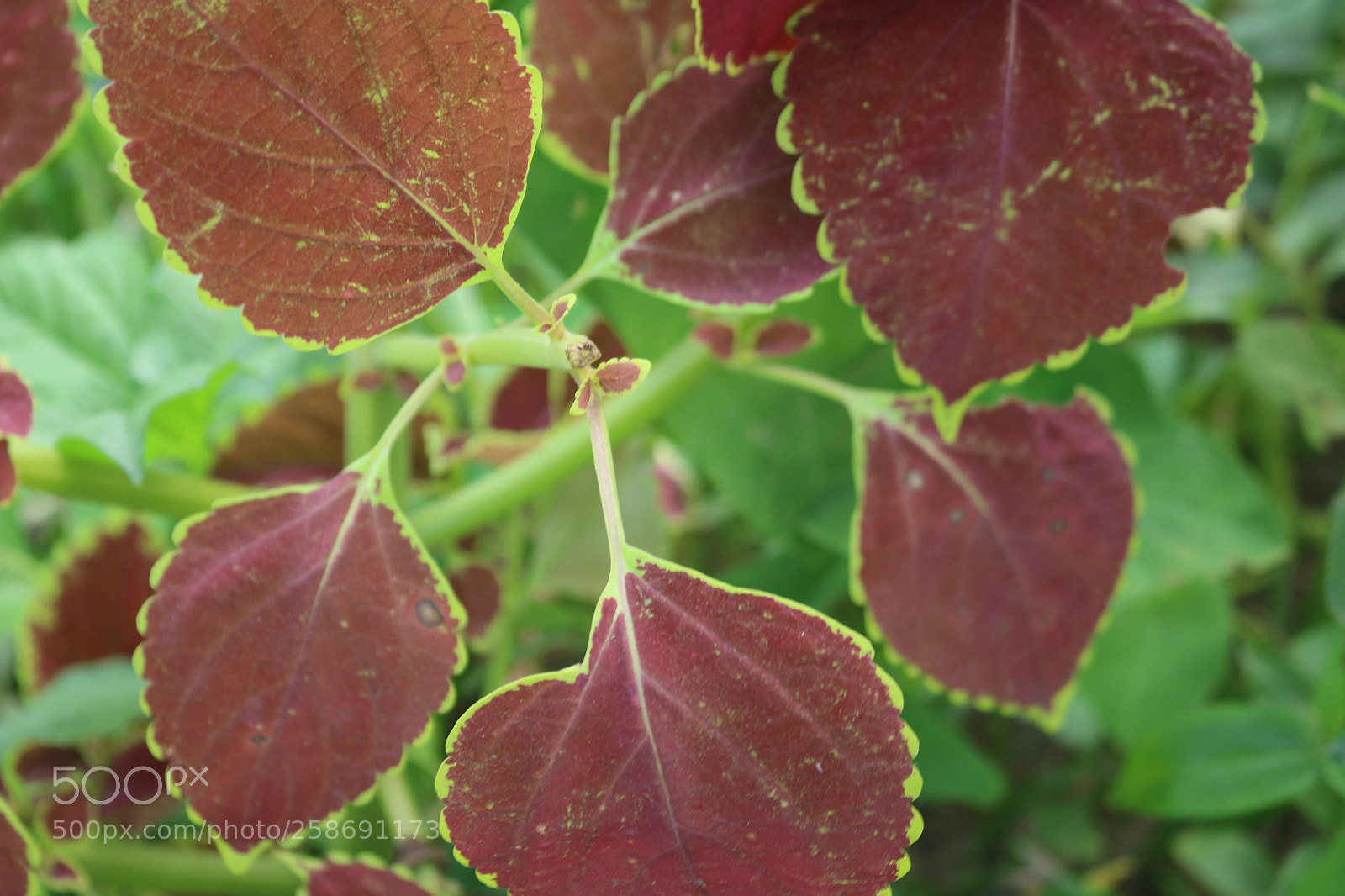 Canon EOS 700D (EOS Rebel T5i / EOS Kiss X7i) sample photo. Untitled photography