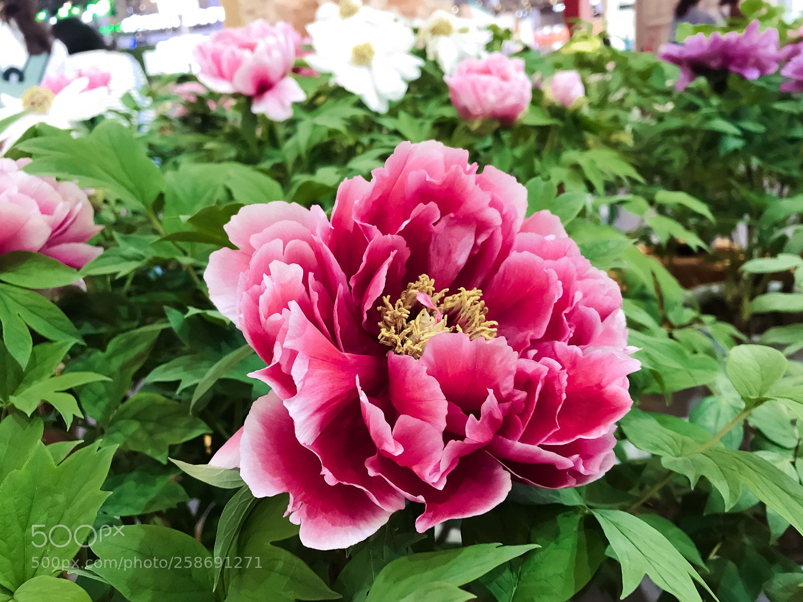 Apple iPhone 7 sample photo. Peony（牡丹） photography