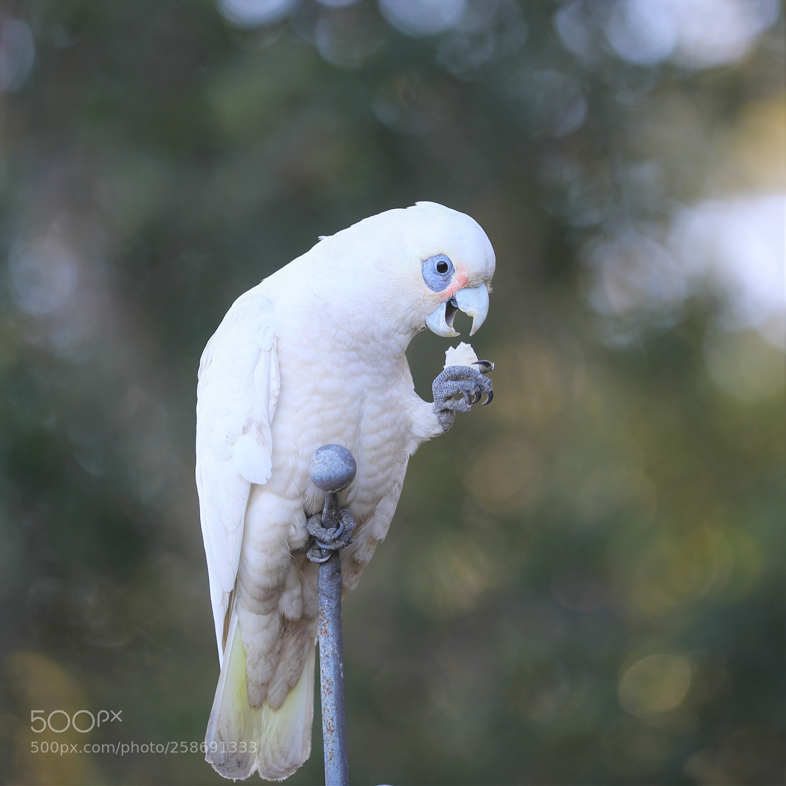 Canon EOS-1D X Mark II sample photo. Eating photography