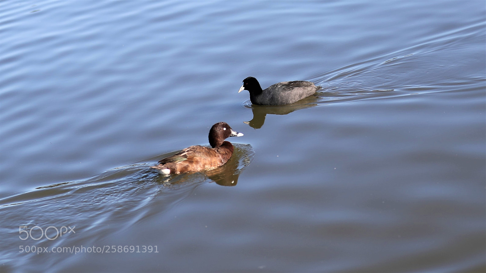 Canon EOS-1D X Mark II sample photo. Come across photography