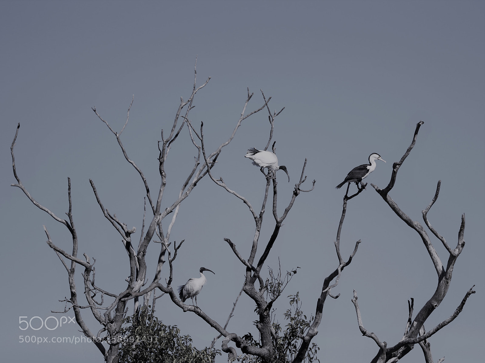 Canon EOS-1D X Mark II sample photo. Early winter photography