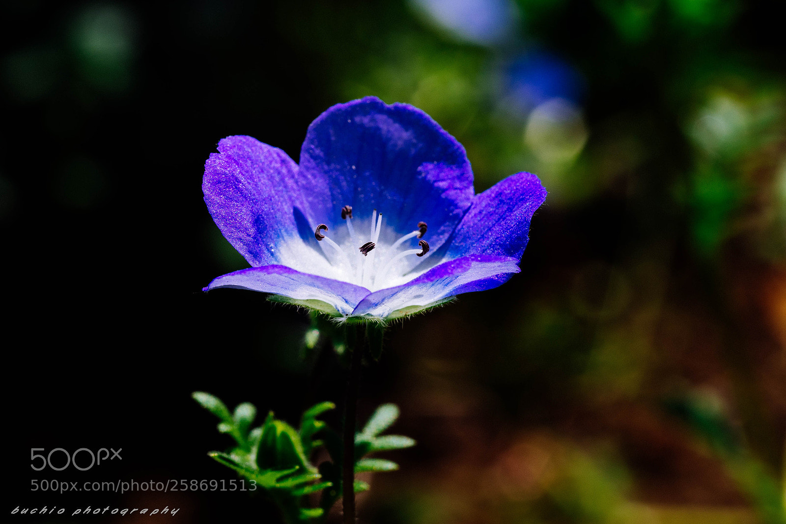 Olympus OM-D E-M1 Mark II sample photo. Nemophila photography