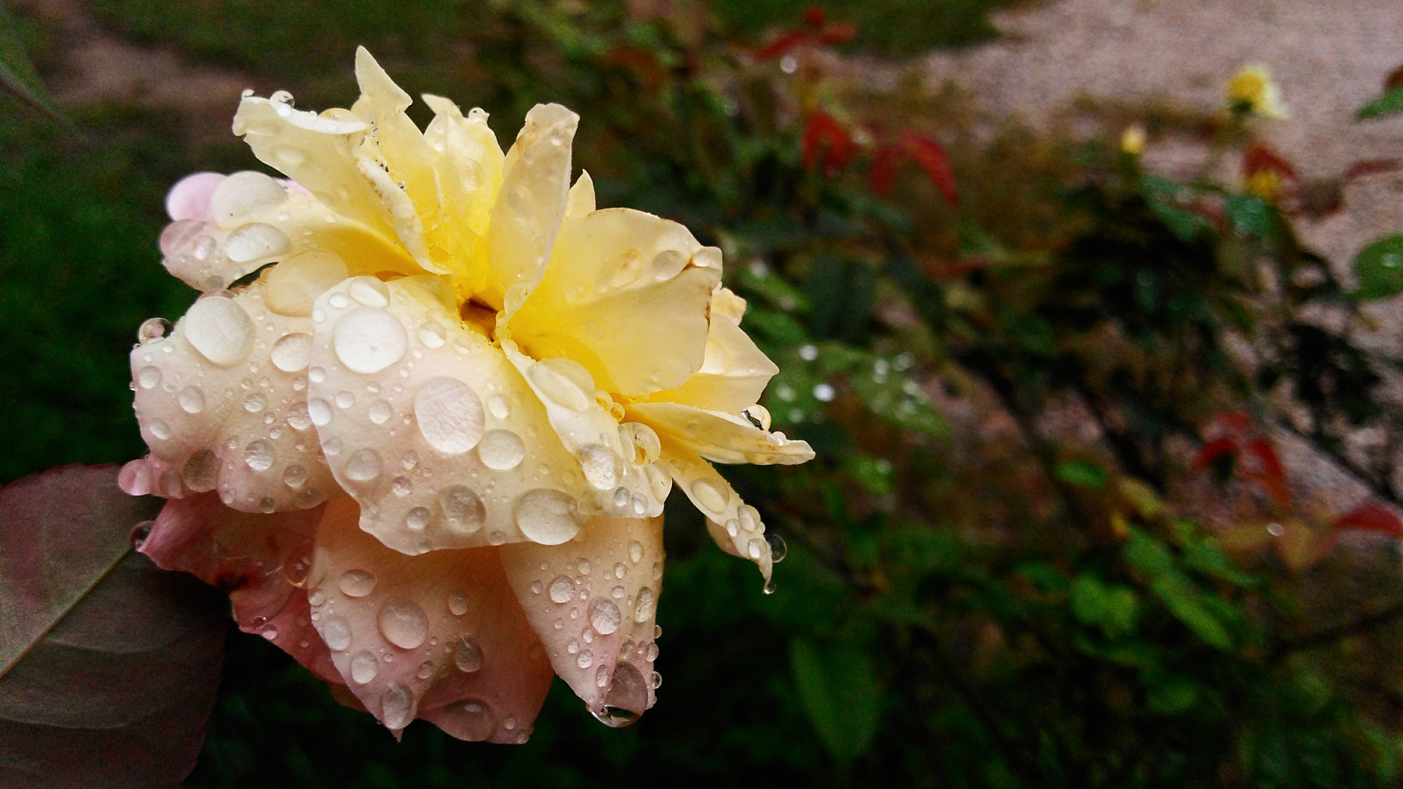 Motorola Moto G Play sample photo. Flor photography