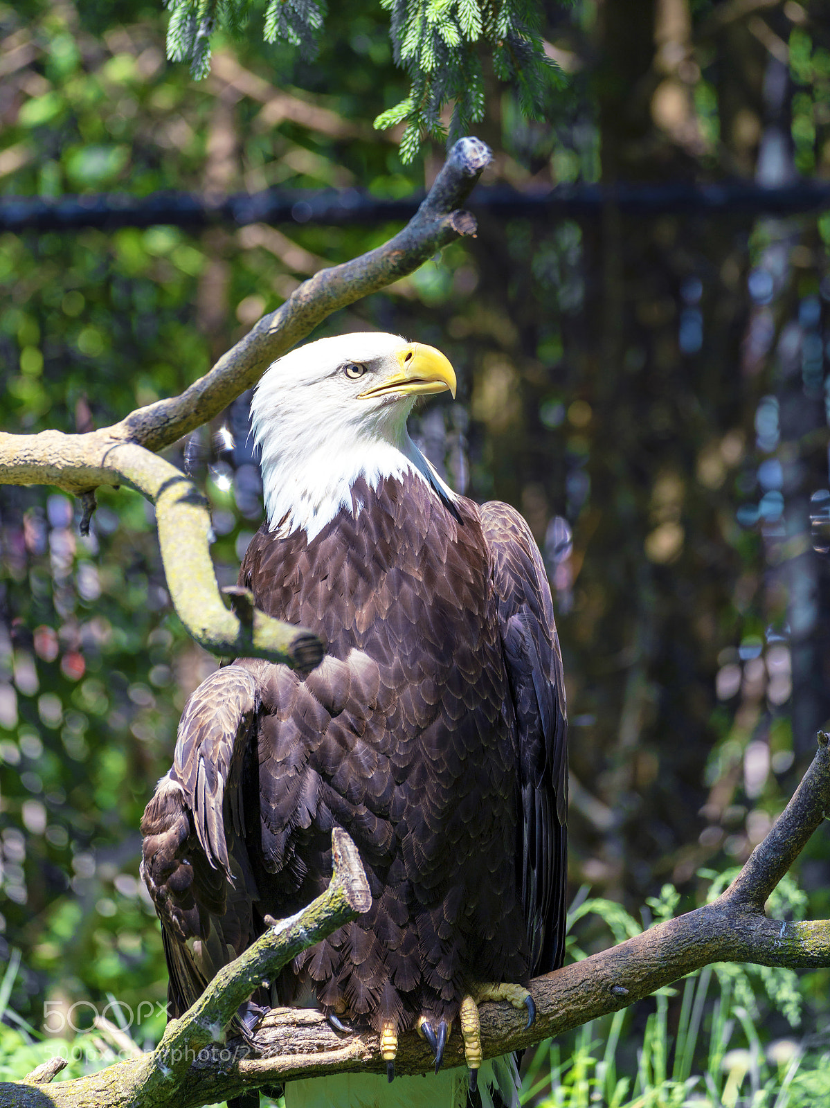 Sony a7R III sample photo. Bald eagle looking for photography