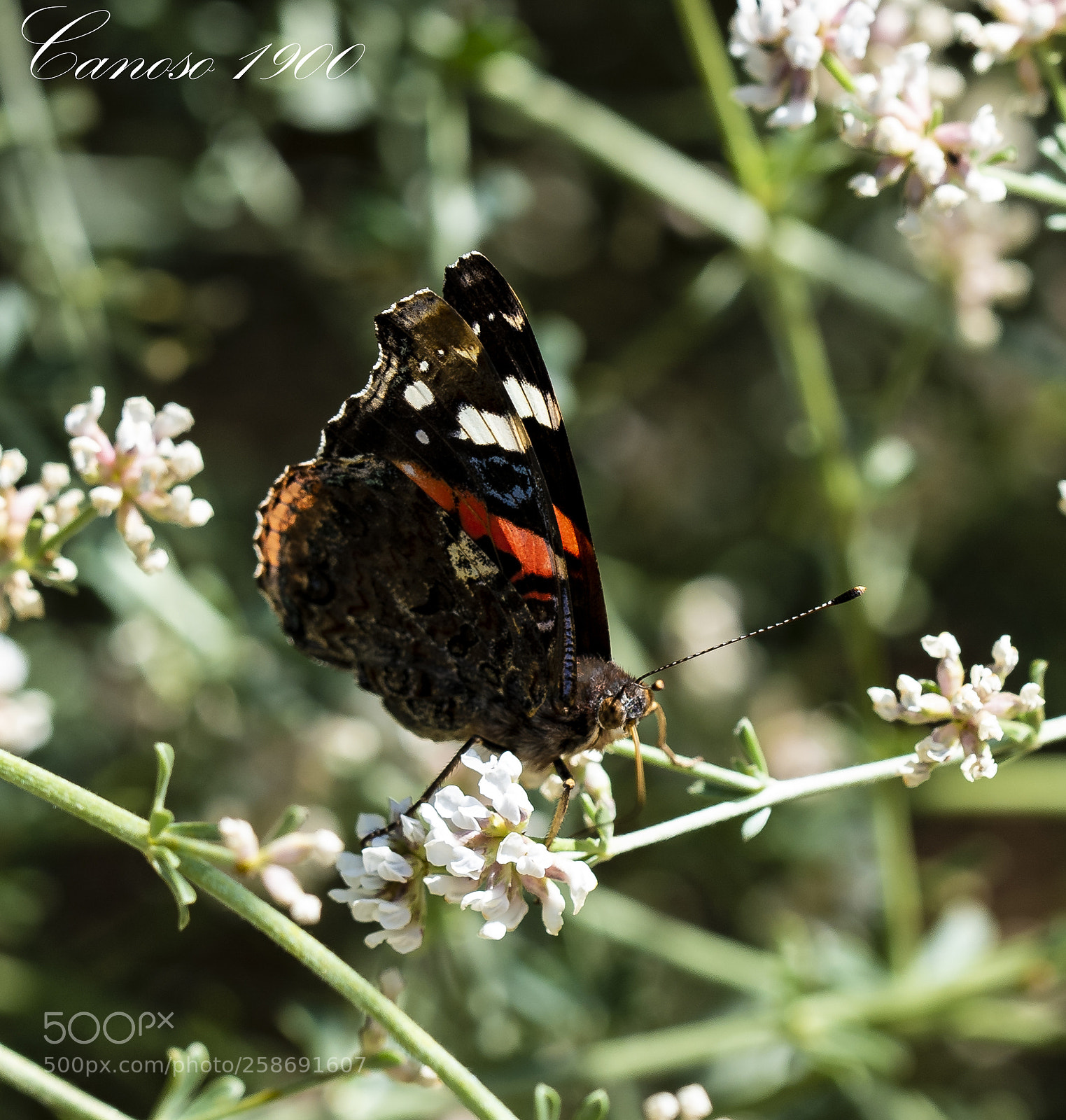 Nikon D810 sample photo. Primavera botanico valencia photography