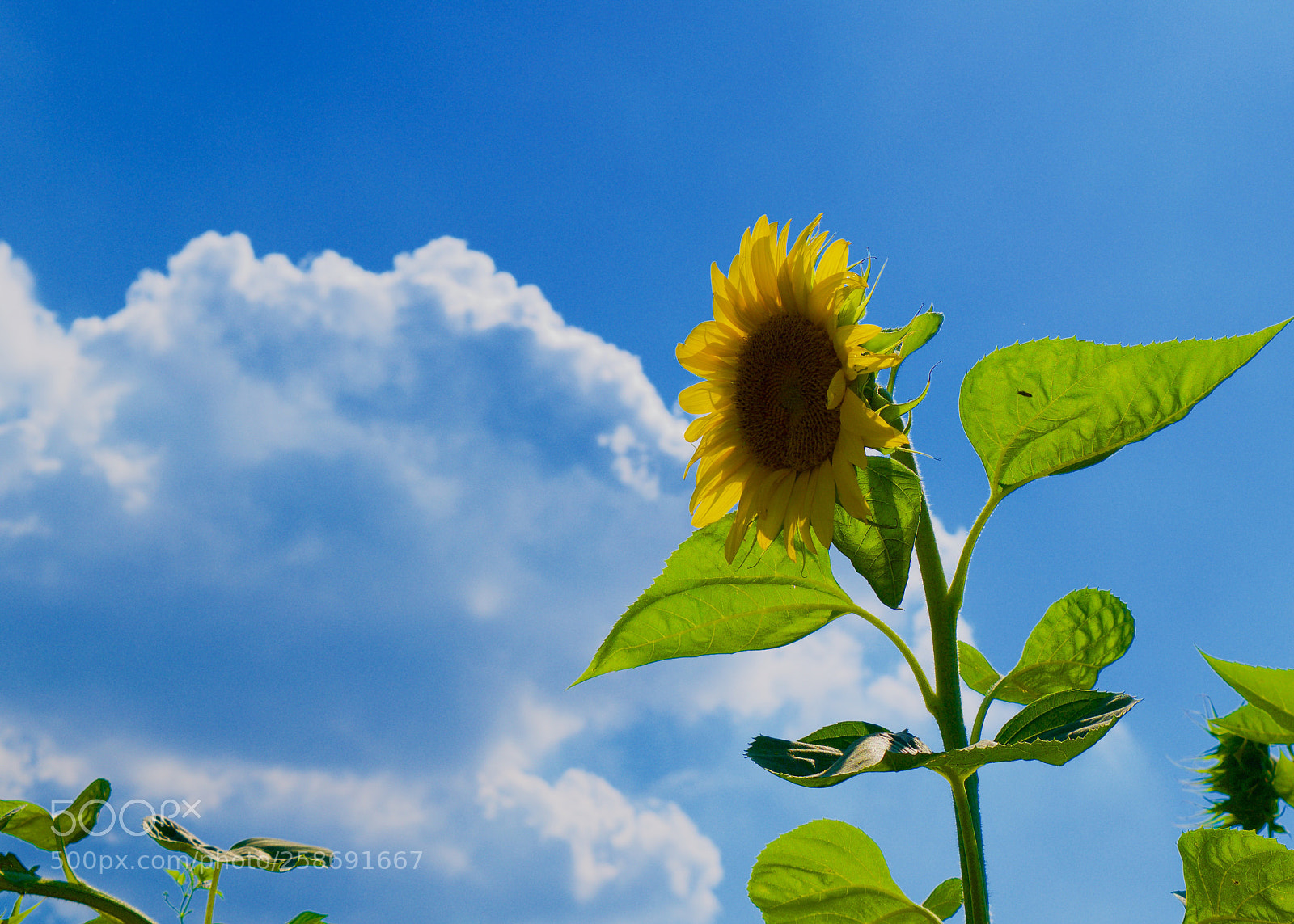 Nikon D5300 sample photo. The sunflower photography
