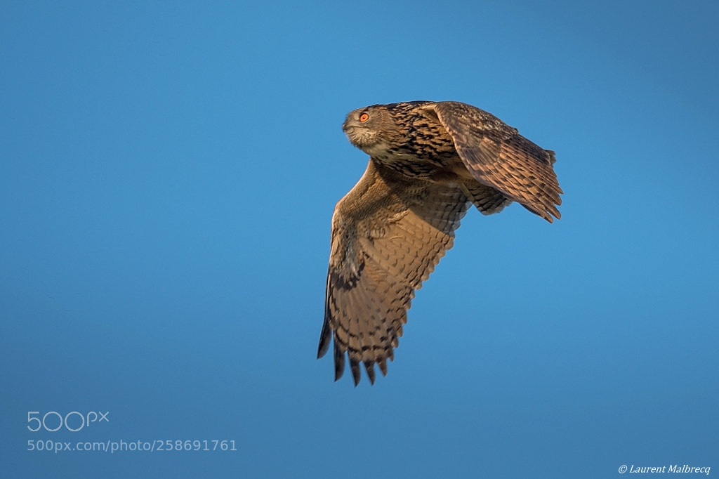 Nikon D500 sample photo. Hibou grand duc photography