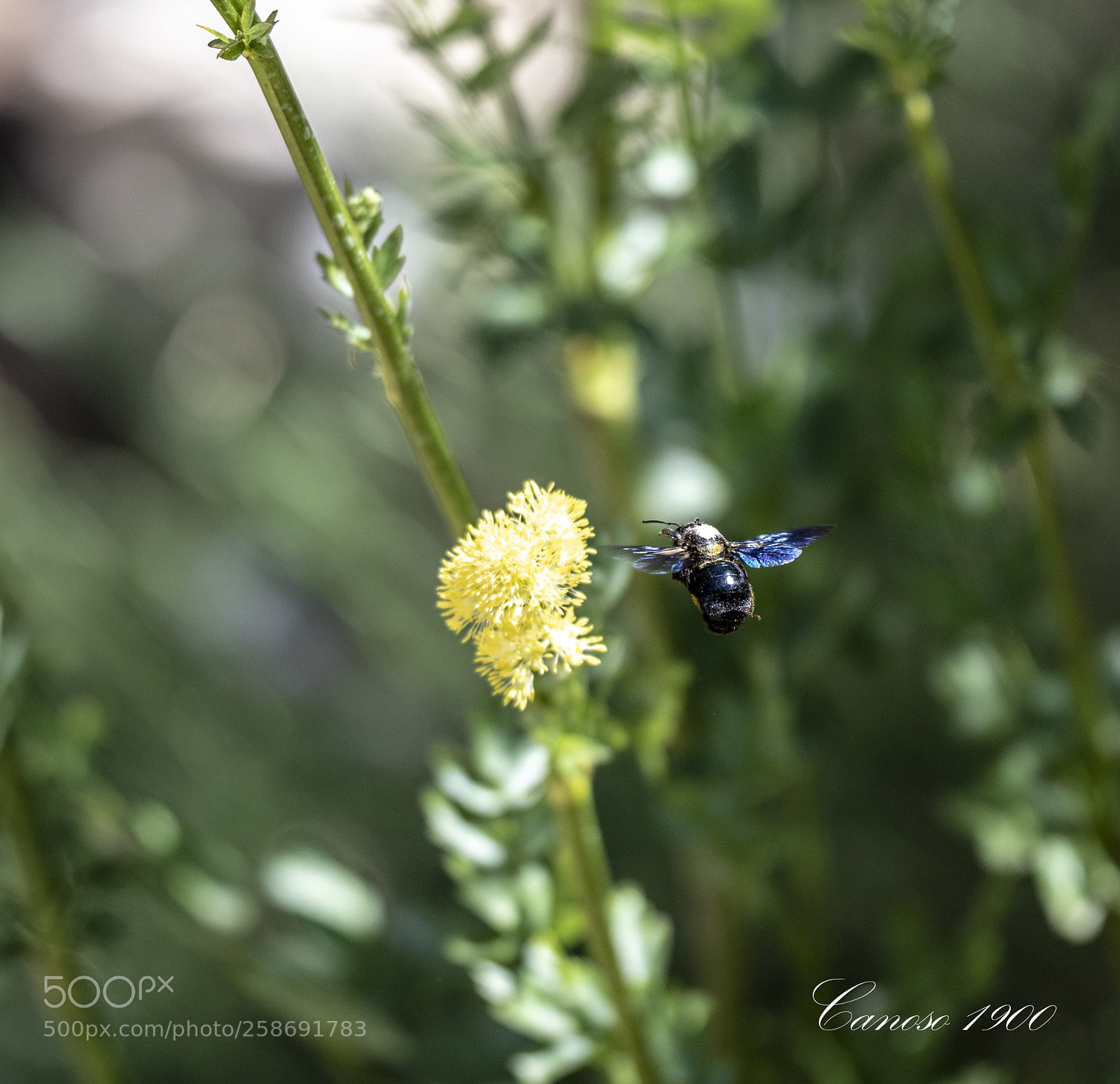 Nikon D810 sample photo. Abejorro photography