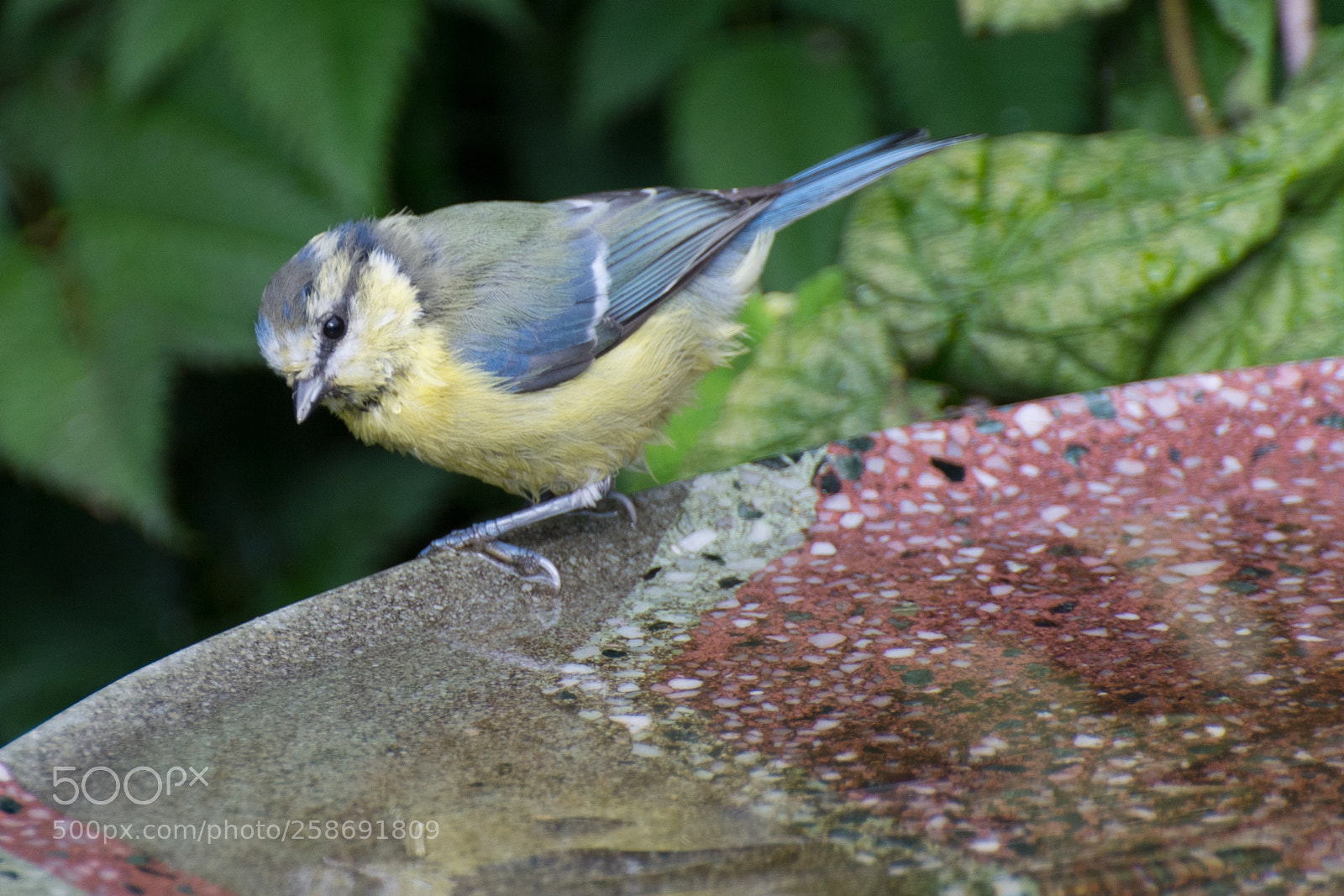 Nikon D7100 sample photo. Yellow bird photography