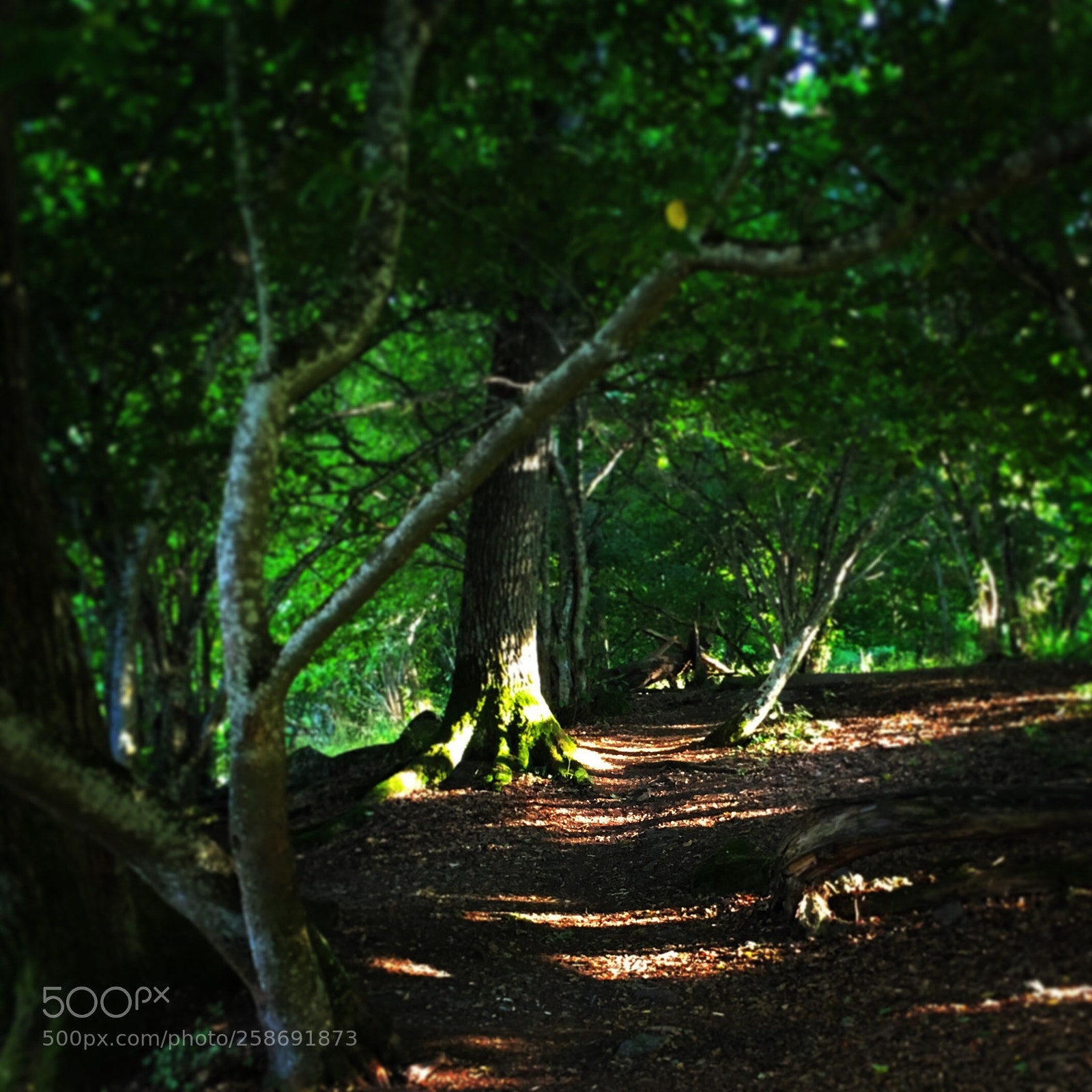 Apple iPhone 6s sample photo. Dream forest  photography
