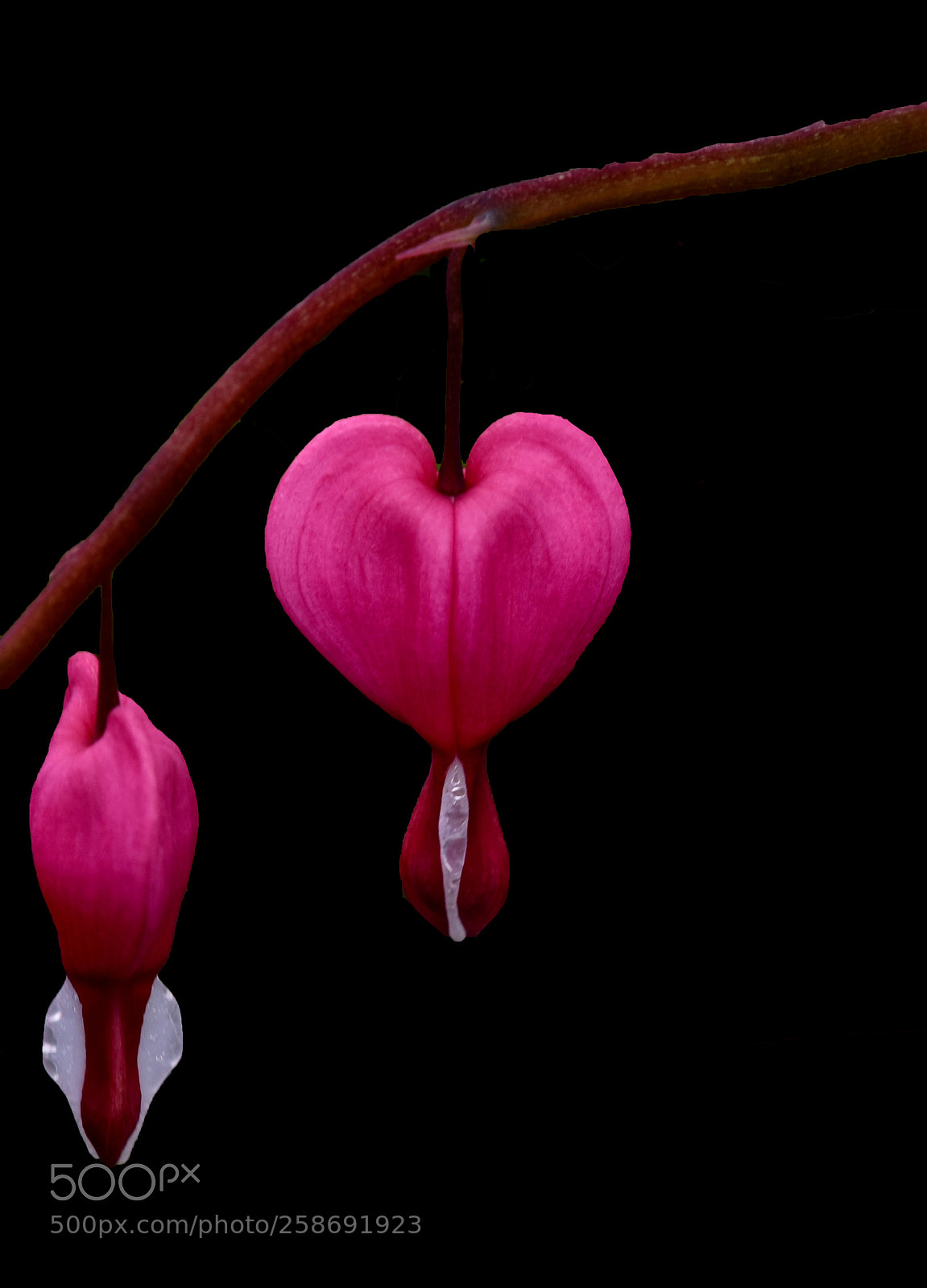 Nikon D810 sample photo. Bleeding hearts photography
