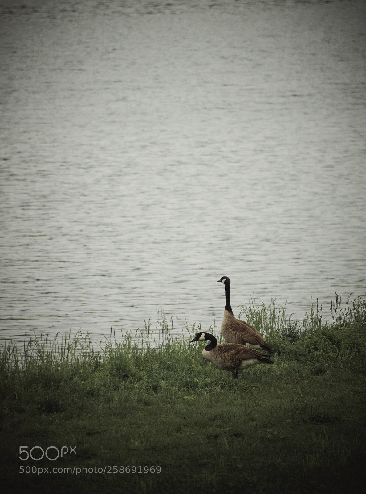 Nikon D5500 sample photo. A couple photography