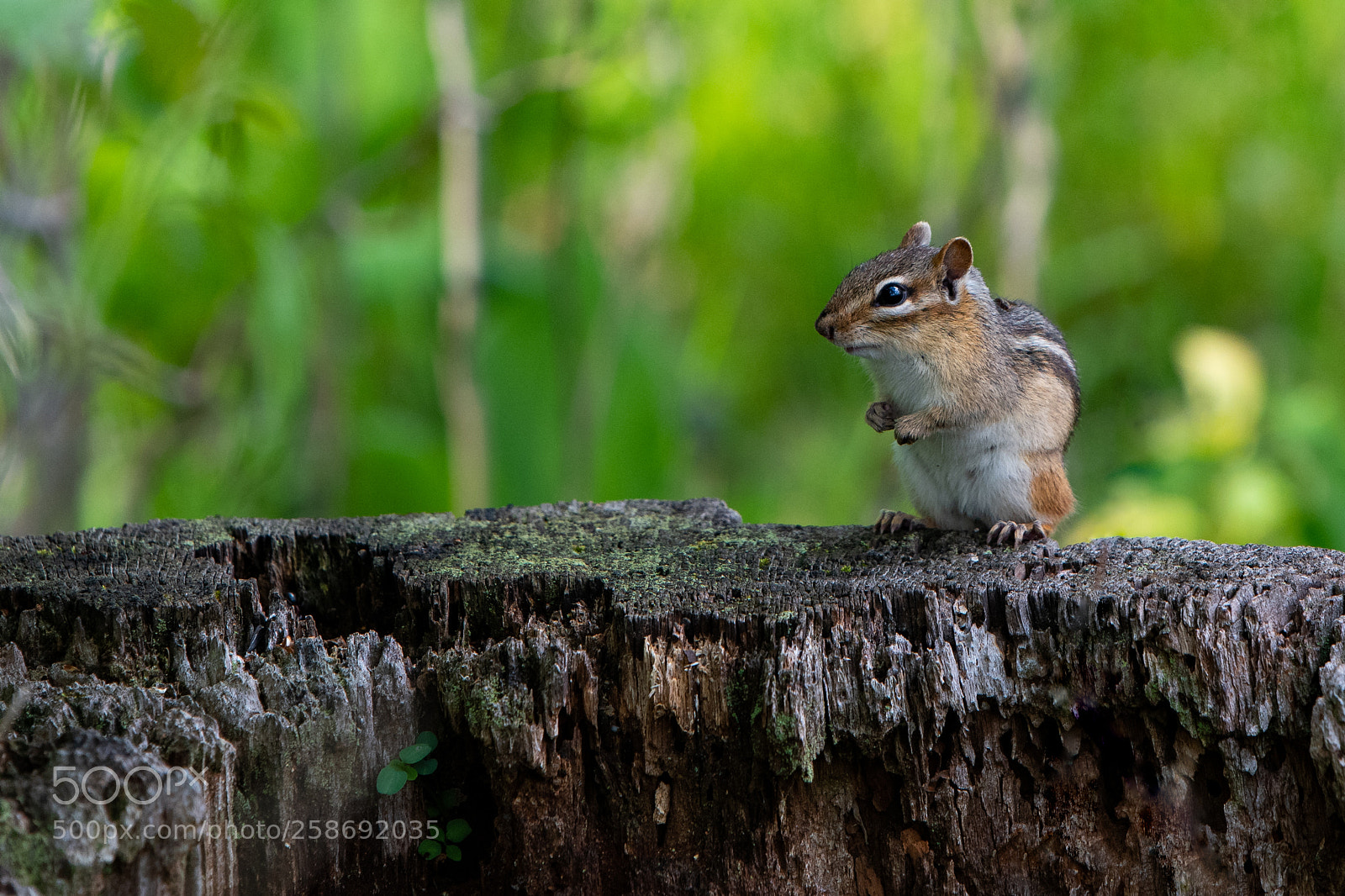 Nikon D850 sample photo. Chipmunk photography