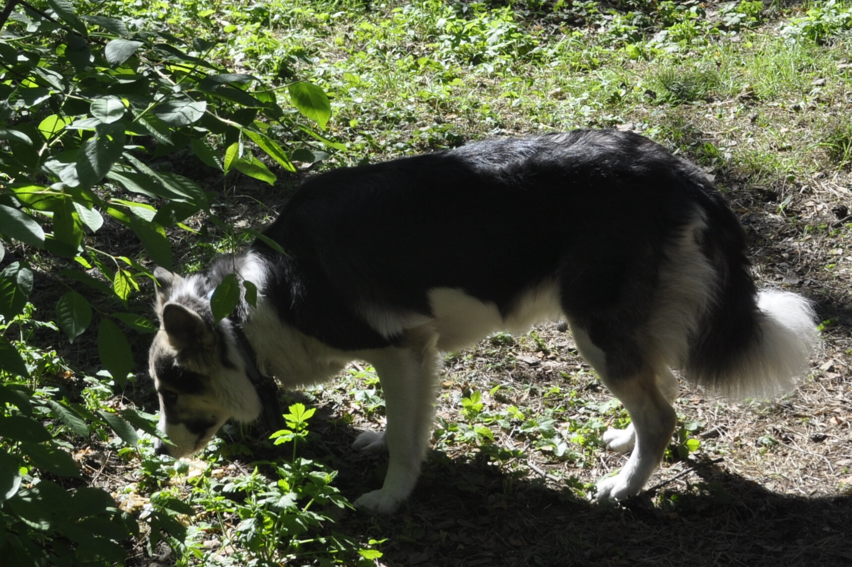 Nikon D5000 sample photo. Bobby's hunting. photography