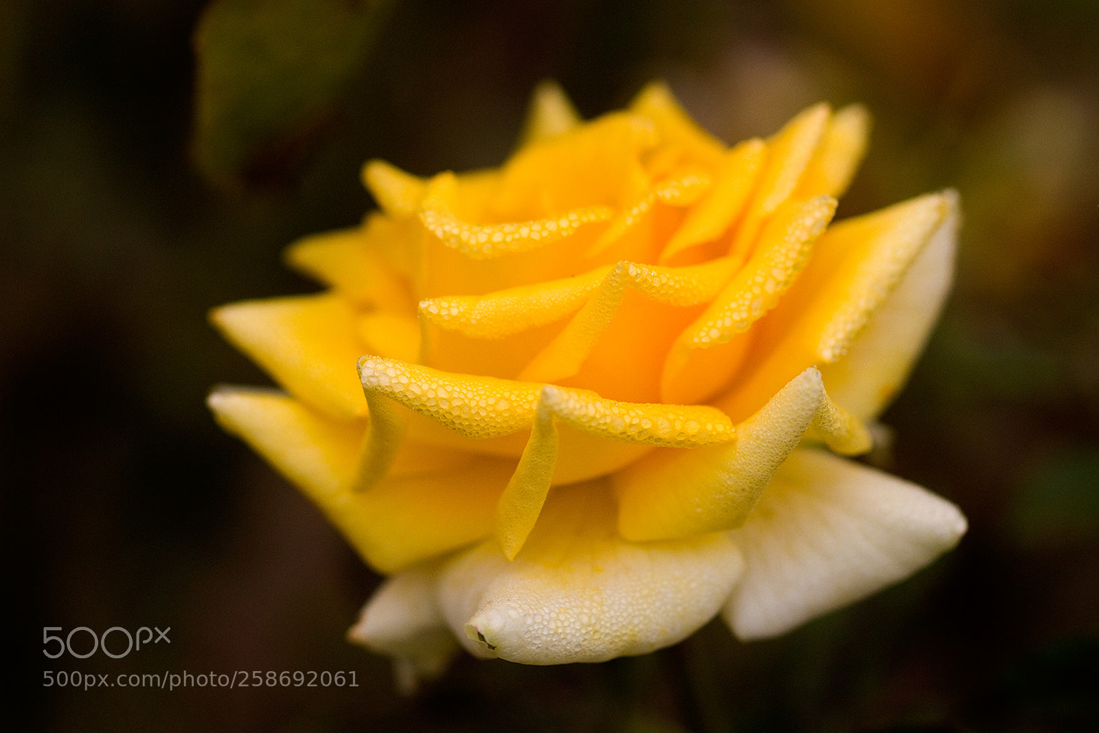 Canon EOS 100D (EOS Rebel SL1 / EOS Kiss X7) sample photo. Rose photography