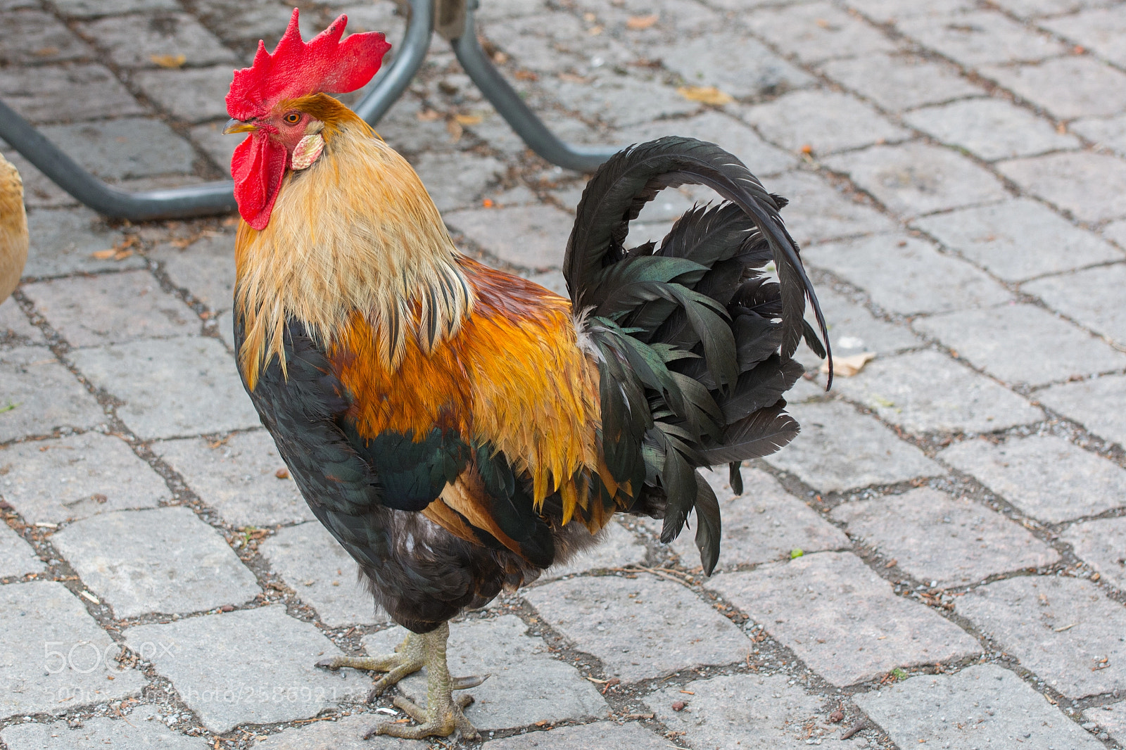 Nikon D7100 sample photo. Rooster photography
