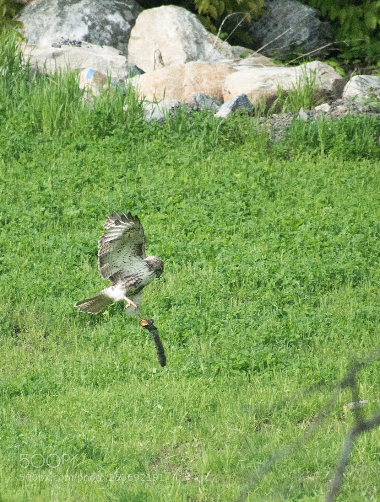 Nikon D5500 sample photo. Nest builder photography